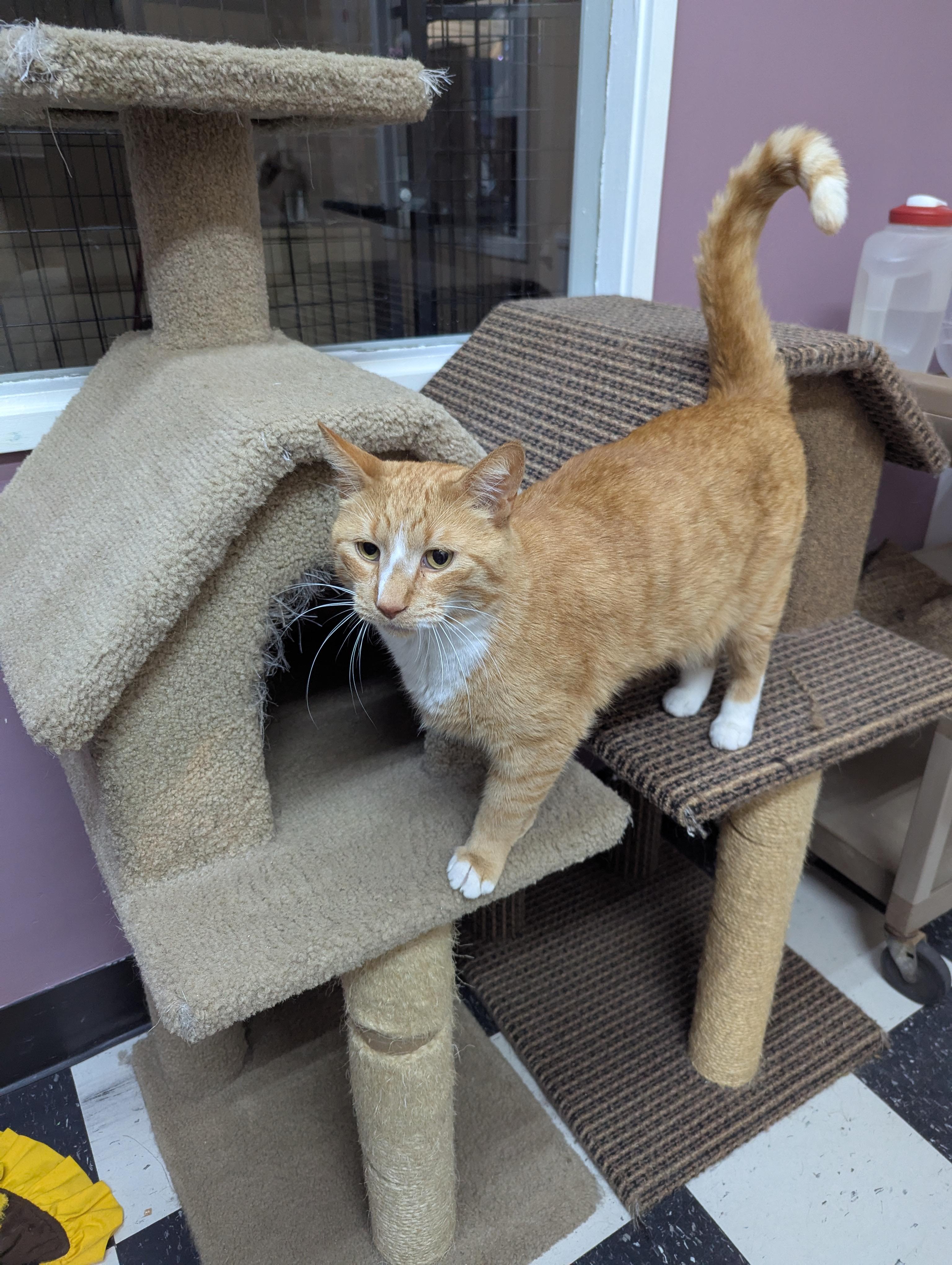 Slush, an adoptable Domestic Short Hair in wetaskiwin, AB, t9a 2j4 | Photo Image 2