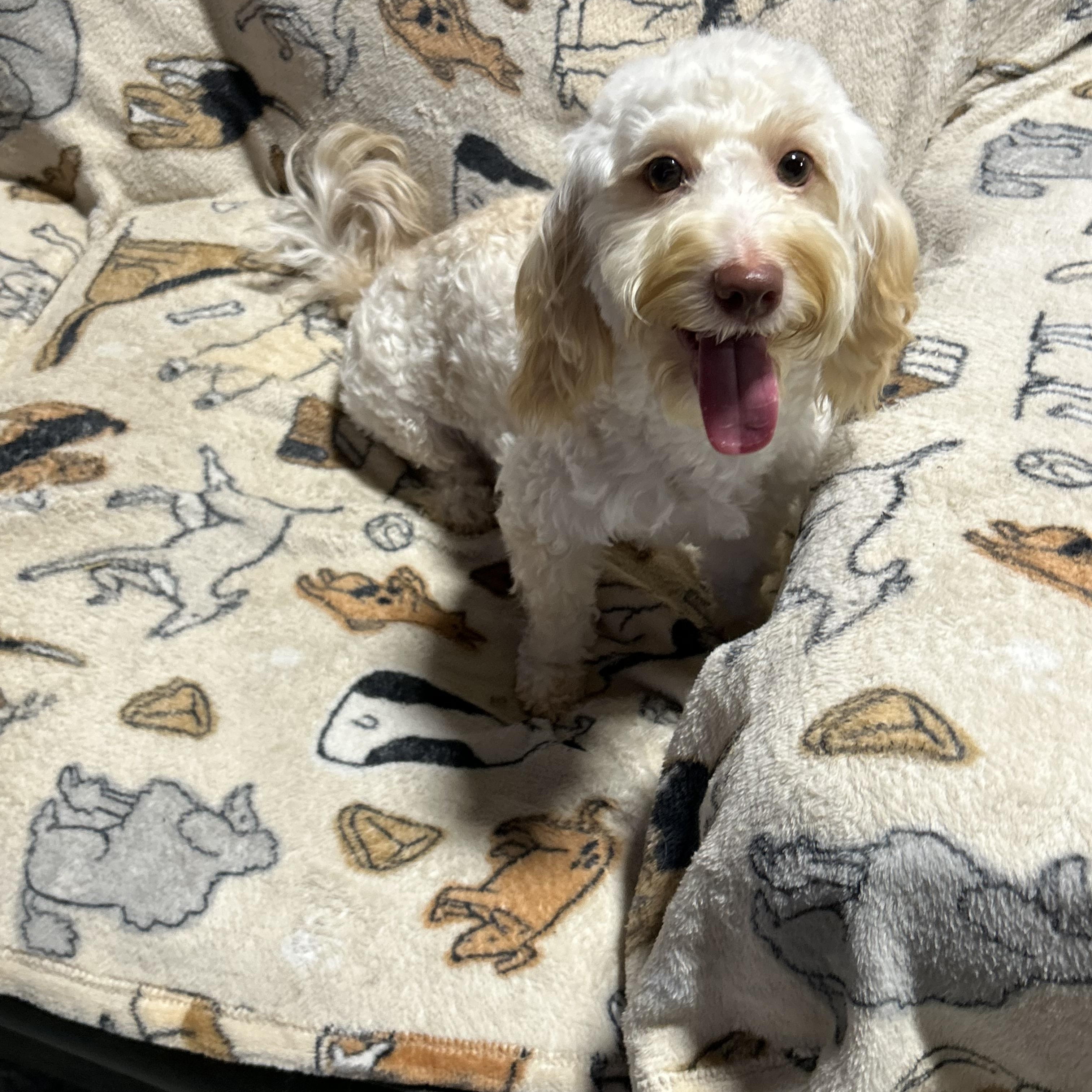 Eric 12 lbs, Adoptable, Young Male Havanese & Miniature Poodle.