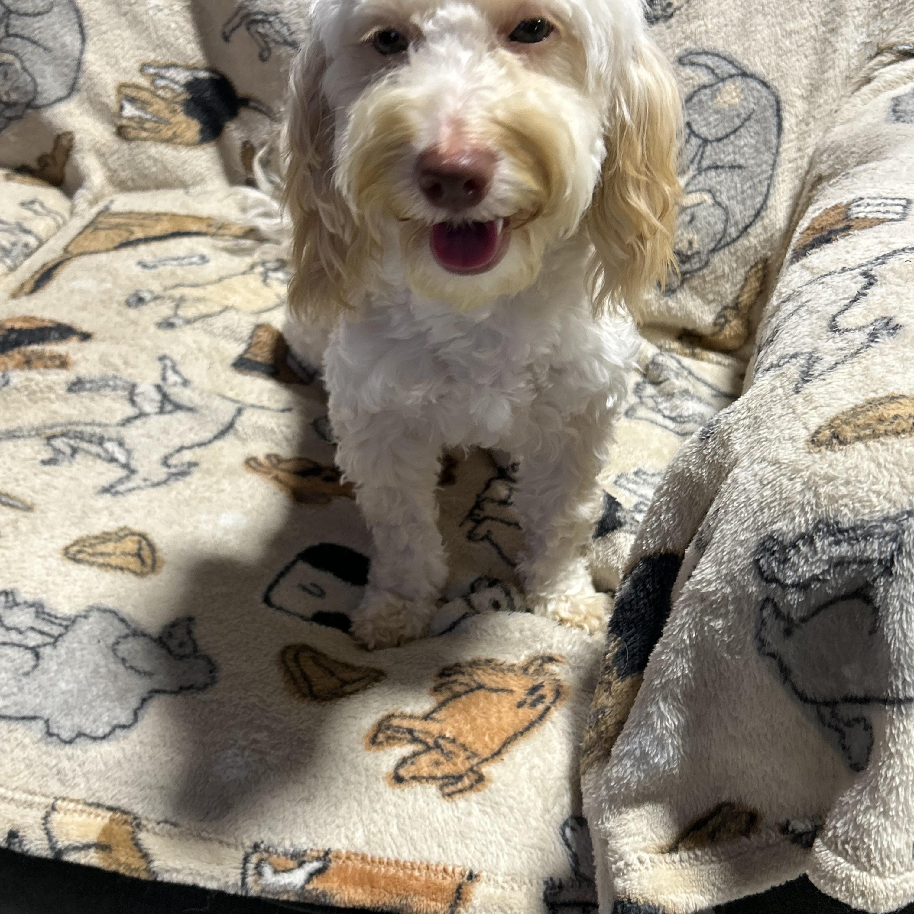 Eric 12 lbs, a Adoptable mixed breed in Maumee , OH image 4/4