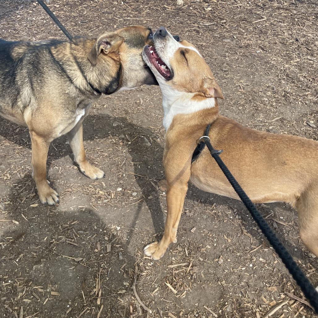 CHARLOTTE, Adoptable, Adult Female Mixed Breed & Mixed Breed.