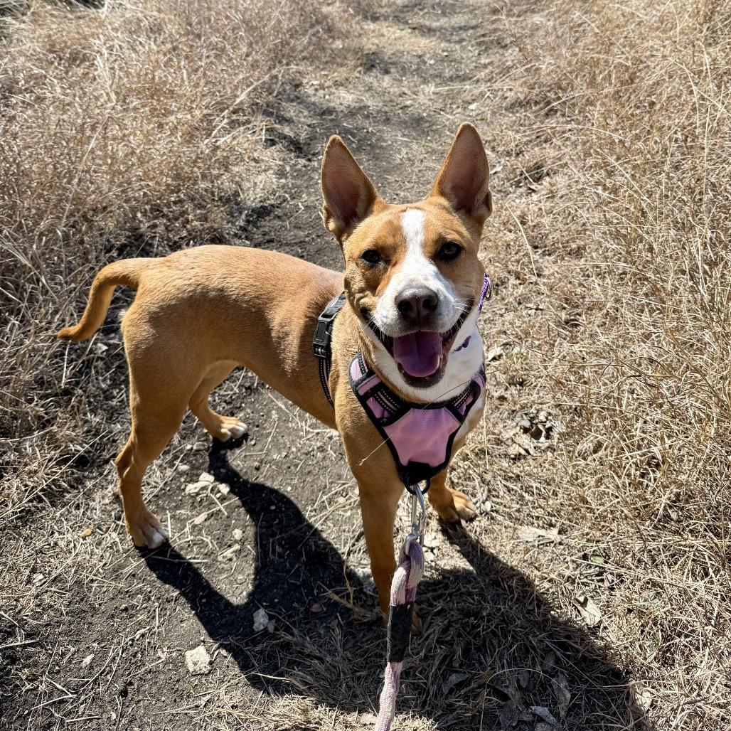 Enlarge CHARLOTTE, a Adoptable mixed breed in Kyle, TX image 2/5