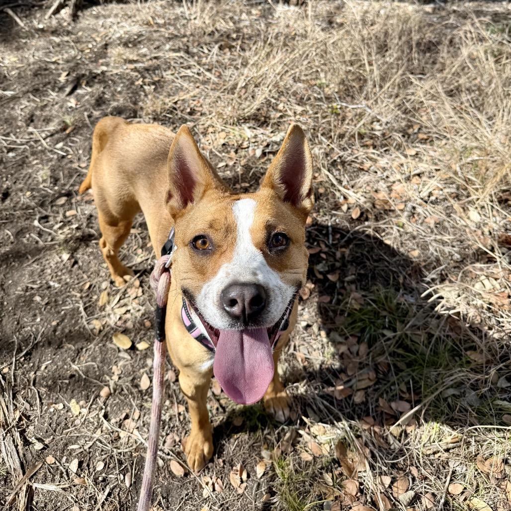 Enlarge CHARLOTTE, a Adoptable mixed breed in Kyle, TX image 3/5