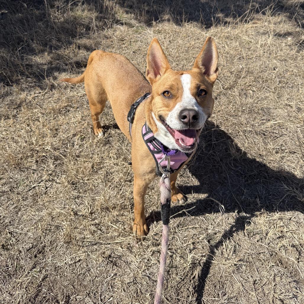 Enlarge CHARLOTTE, a Adoptable mixed breed in Kyle, TX image 4/5