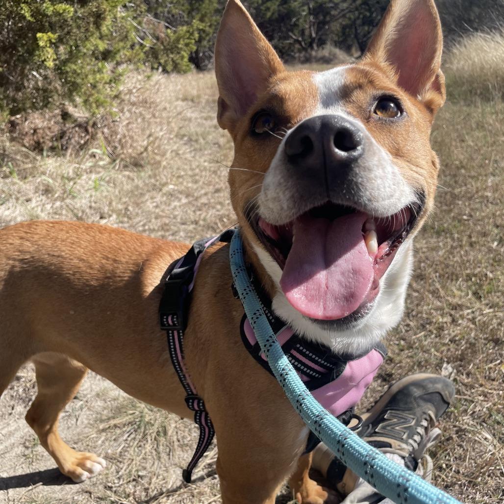 CHARLOTTE, Adoptable, Adult Female Mixed Breed & Mixed Breed.