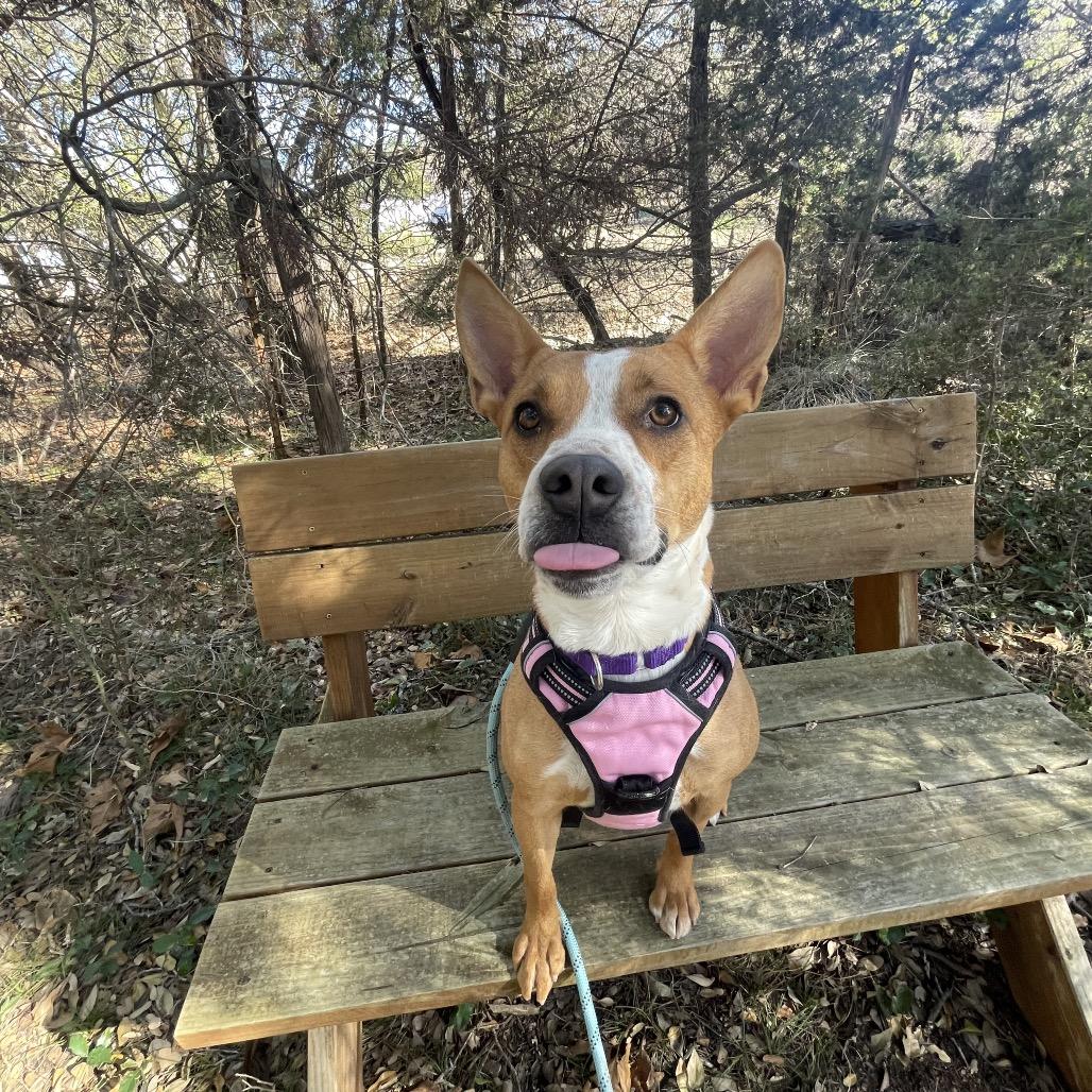 Enlarge CHARLOTTE, a Adoptable mixed breed in Kyle, TX image 6/6