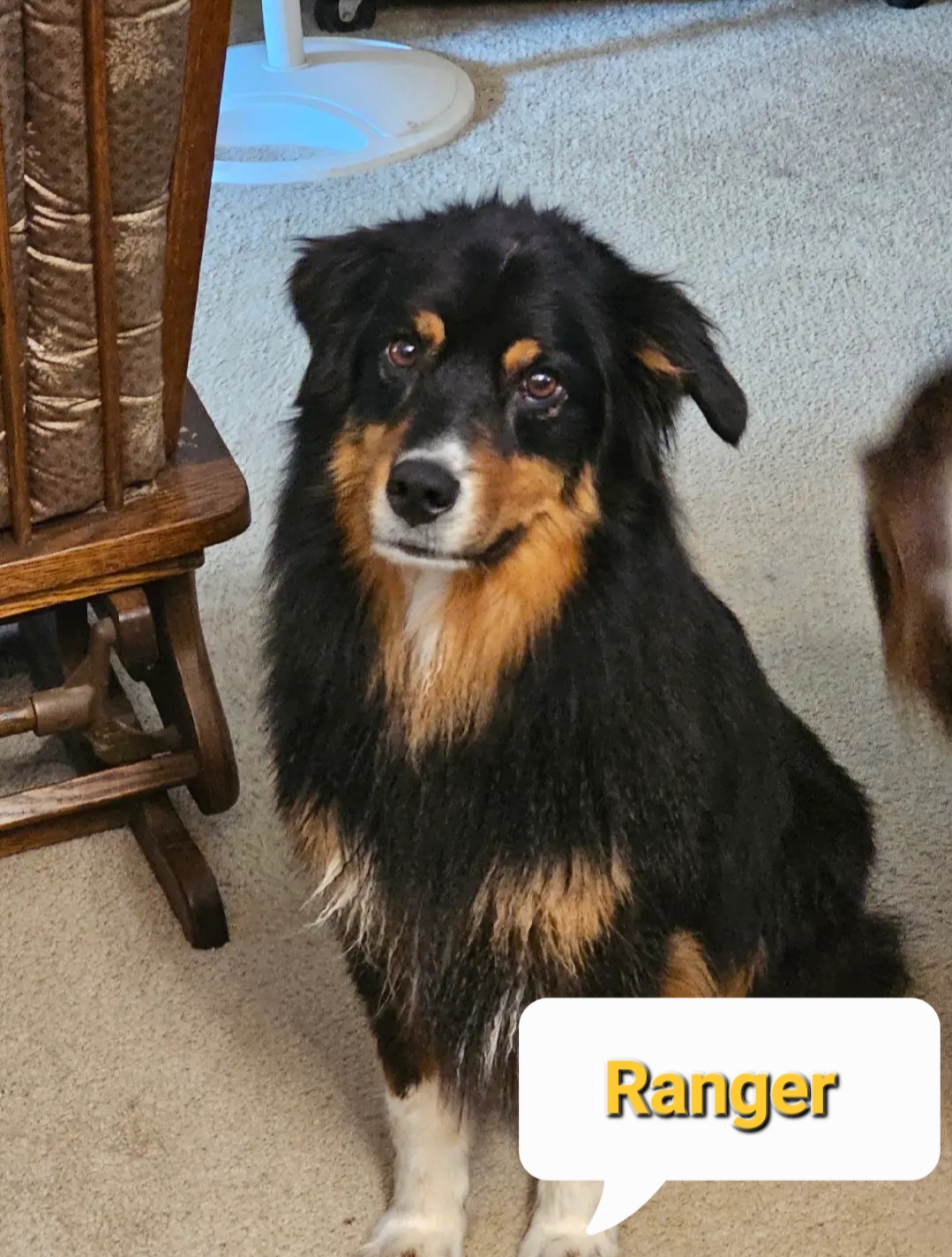 Ranger, an adopted Australian Shepherd in Elk River, MN_image-1