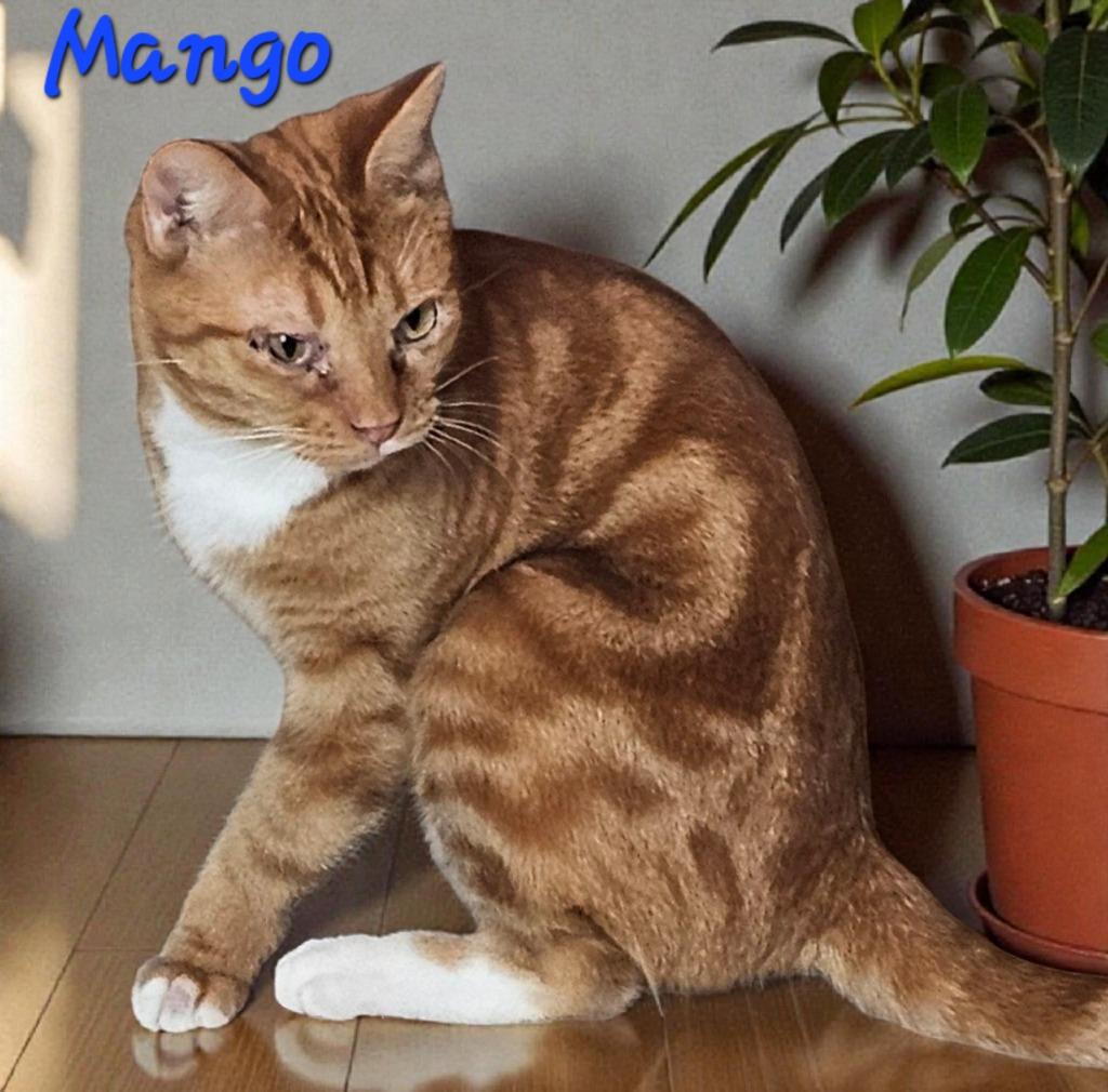 Mango, a Adoptable mixed breed in Marianna, FL image 2/2