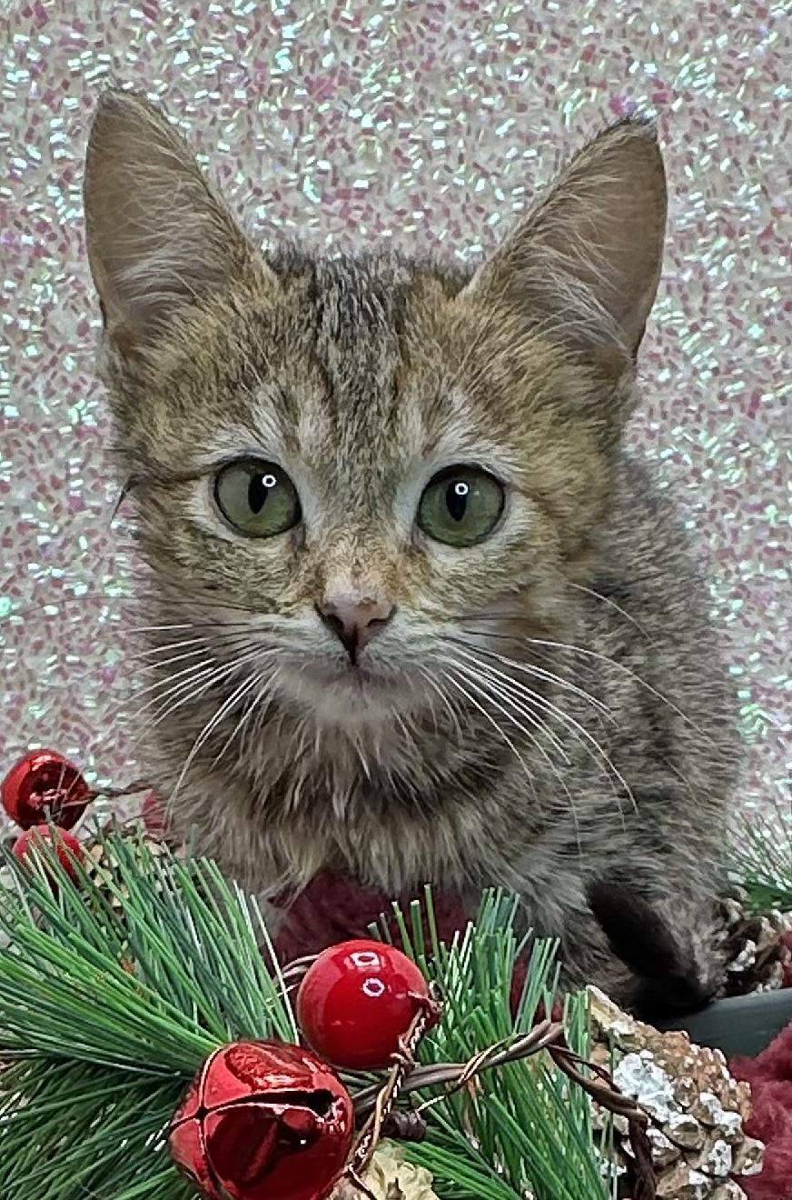 Proha, Adoptable, Kitten Female Domestic Short Hair.