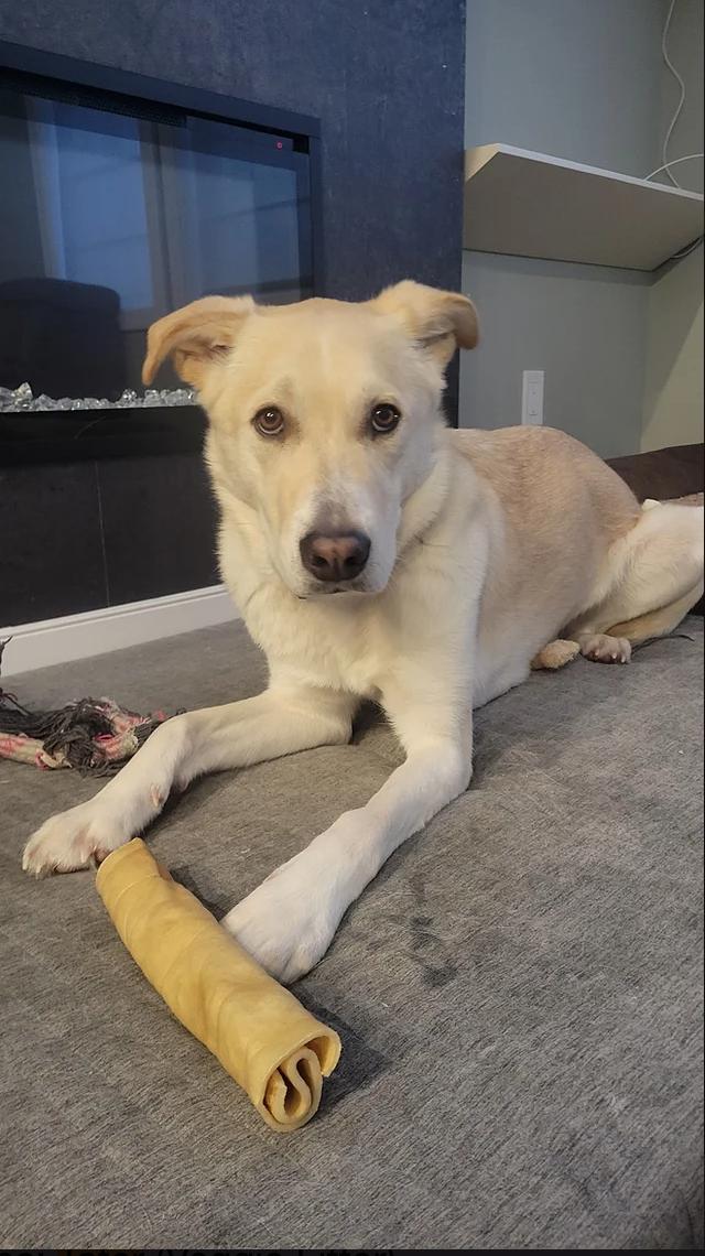 Enlarge Tater, a Adoptable Mixed Breed in Calgary, AB image 1/4