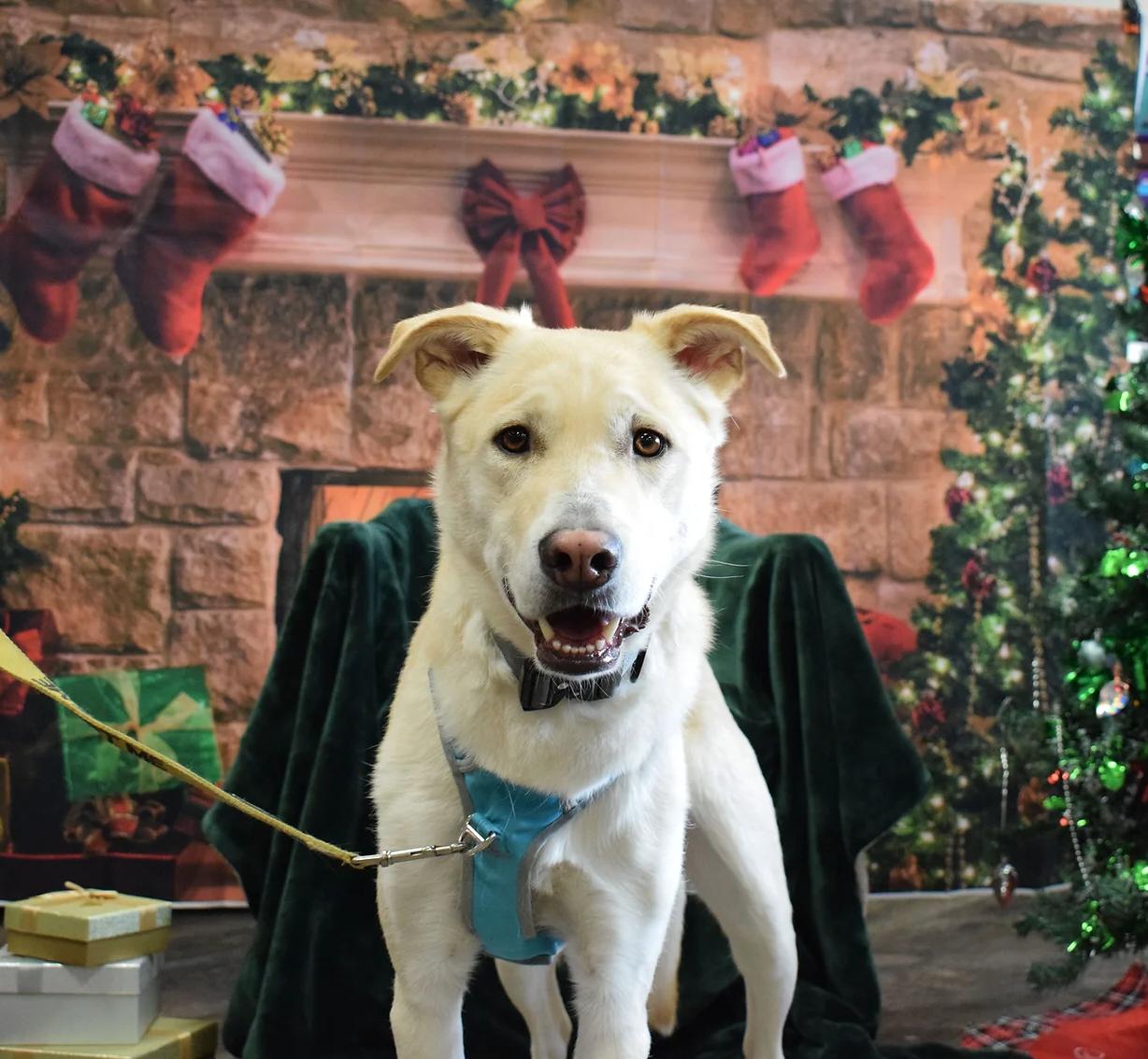 Enlarge Tater, a Adoptable Mixed Breed in Calgary, AB image 2/4