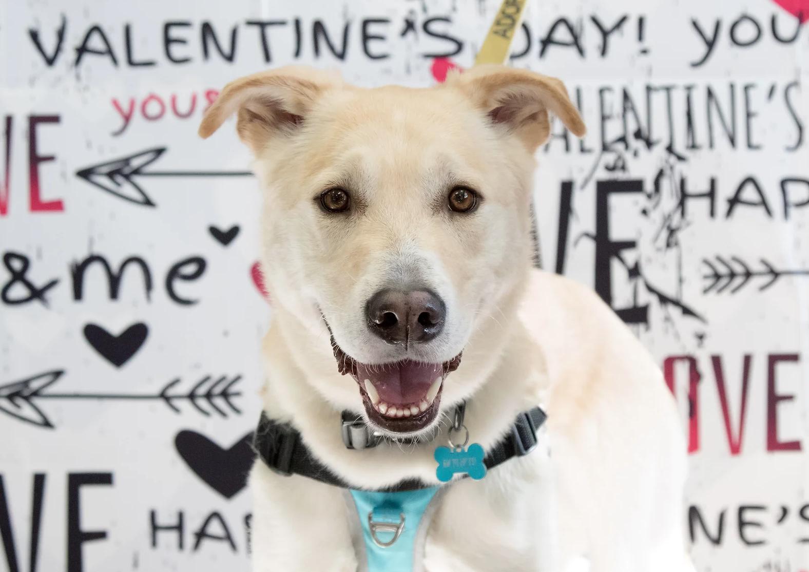 Enlarge Tater, a Adoptable Mixed Breed in Calgary, AB image 3/4