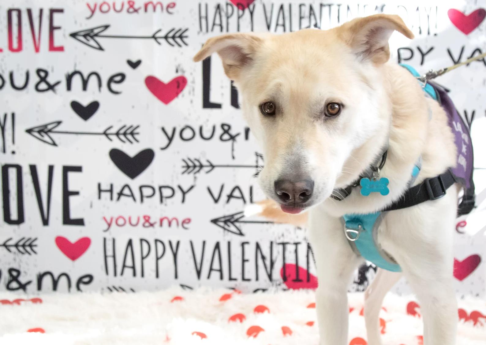 Enlarge Tater, a Adoptable Mixed Breed in Calgary, AB image 4/4