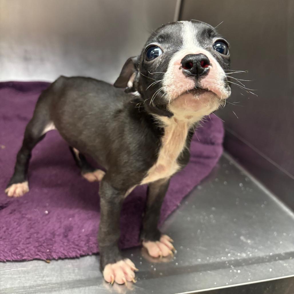 Pippy Pat, Adoptable, Puppy Male Boston Terrier.