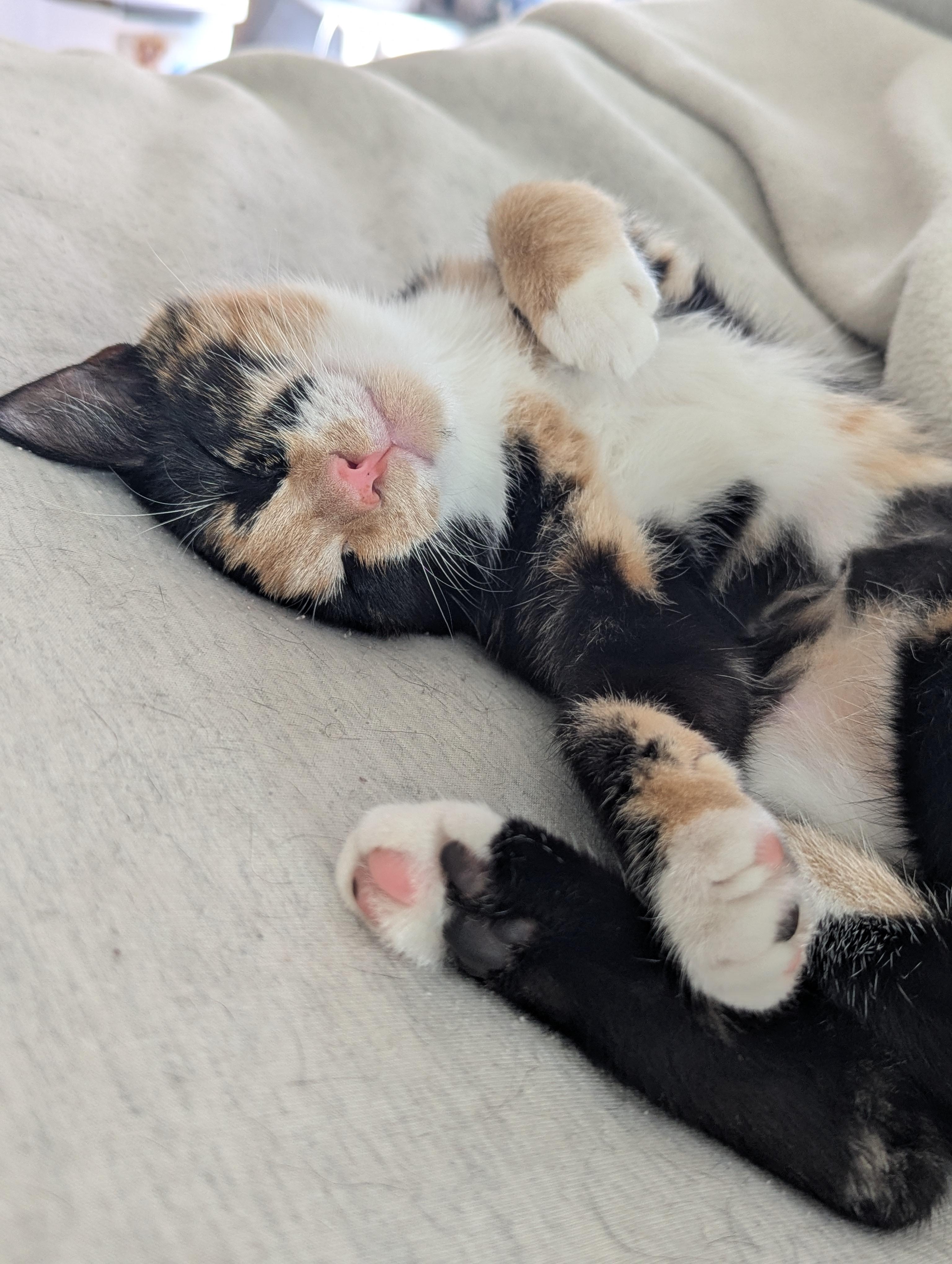Enlarge Azula, a Adoptable Domestic Short Hair in Raeford, NC image 2/6
