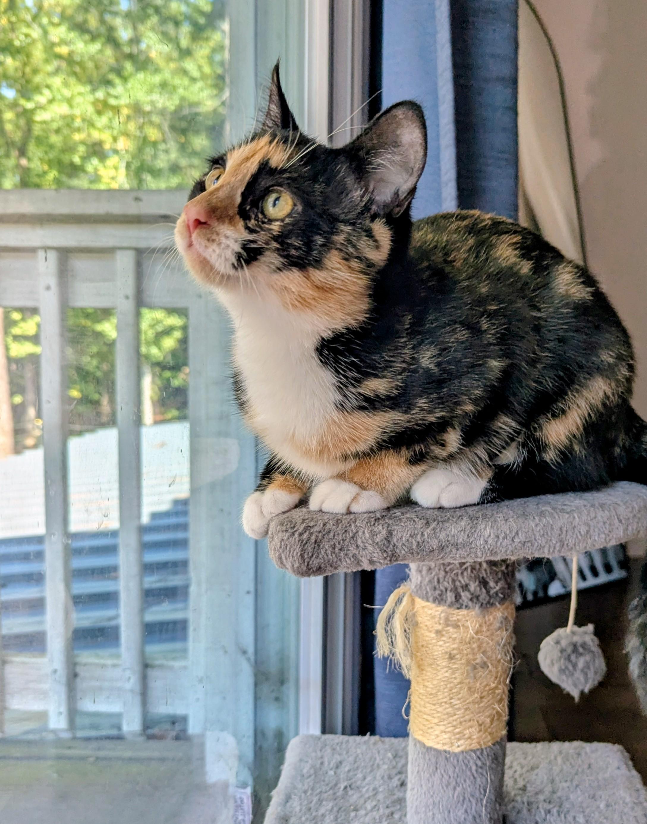 Enlarge Azula, a Adoptable Domestic Short Hair in Raeford, NC image 3/6