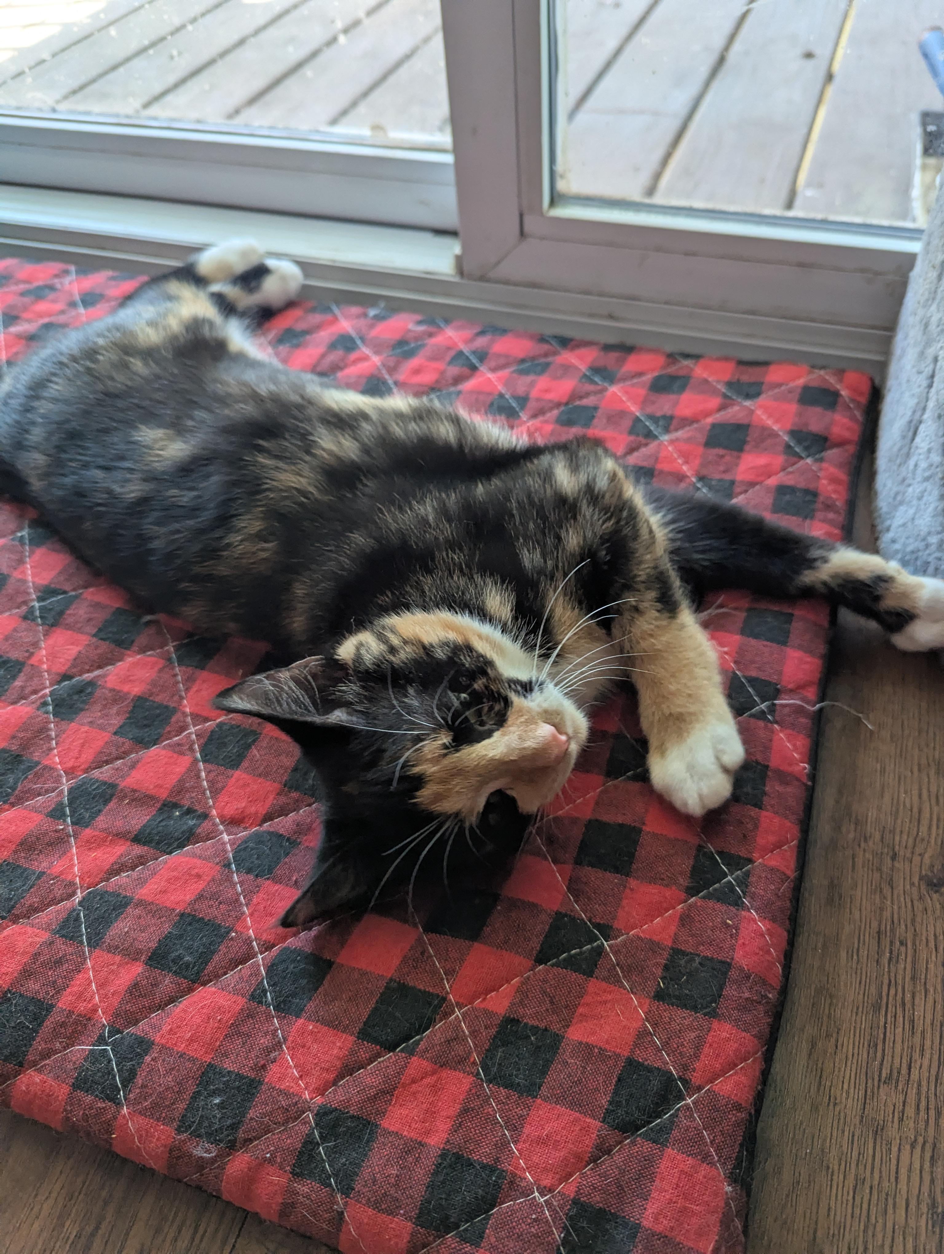 Enlarge Azula, a Adoptable Domestic Short Hair in Raeford, NC image 6/6