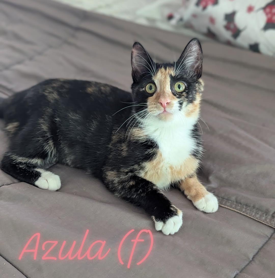 Azula, Adoptable, Kitten Female Domestic Short Hair.