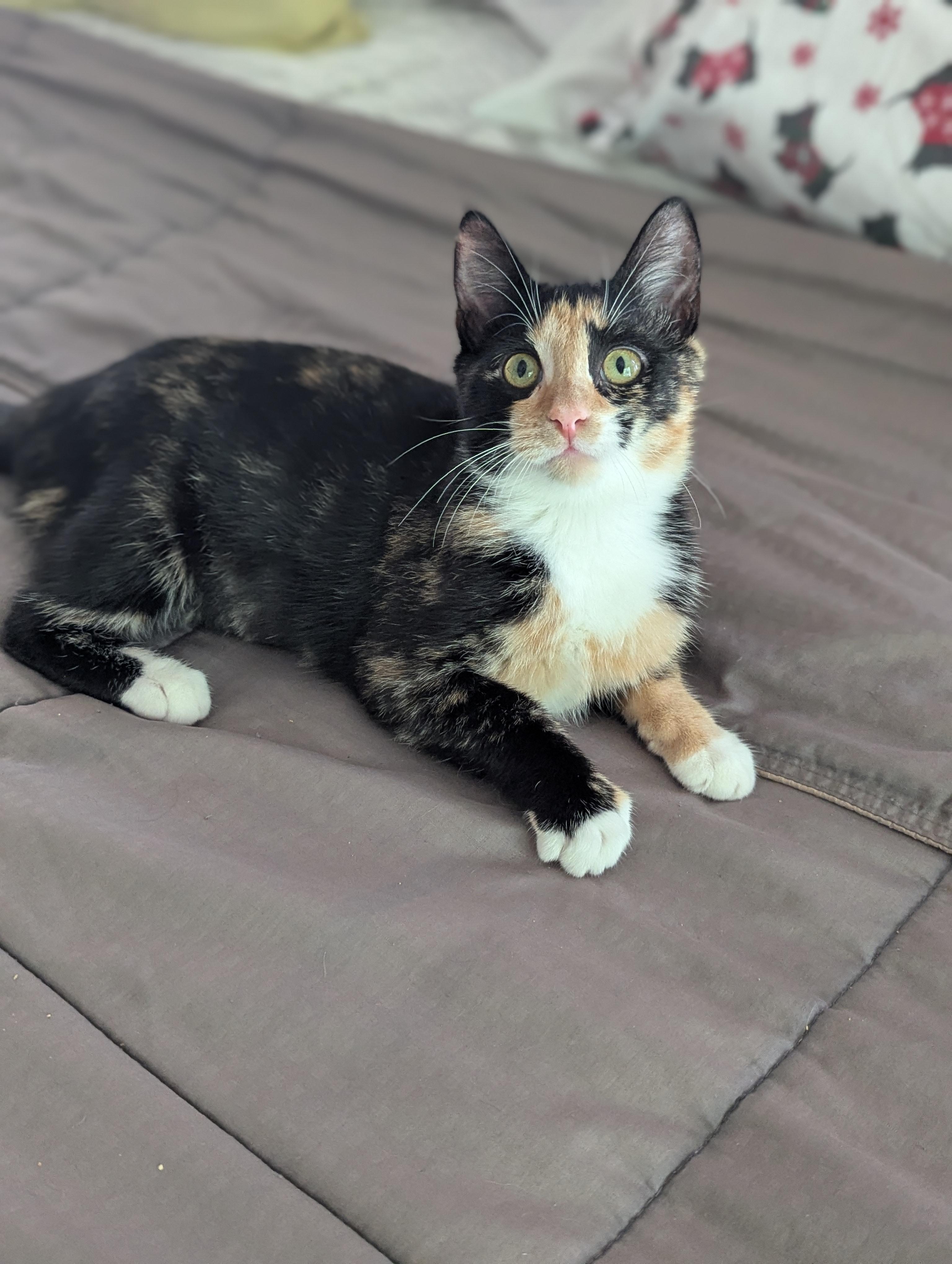 Enlarge Azula, a Adoptable Domestic Short Hair in Raeford, NC image 5/6