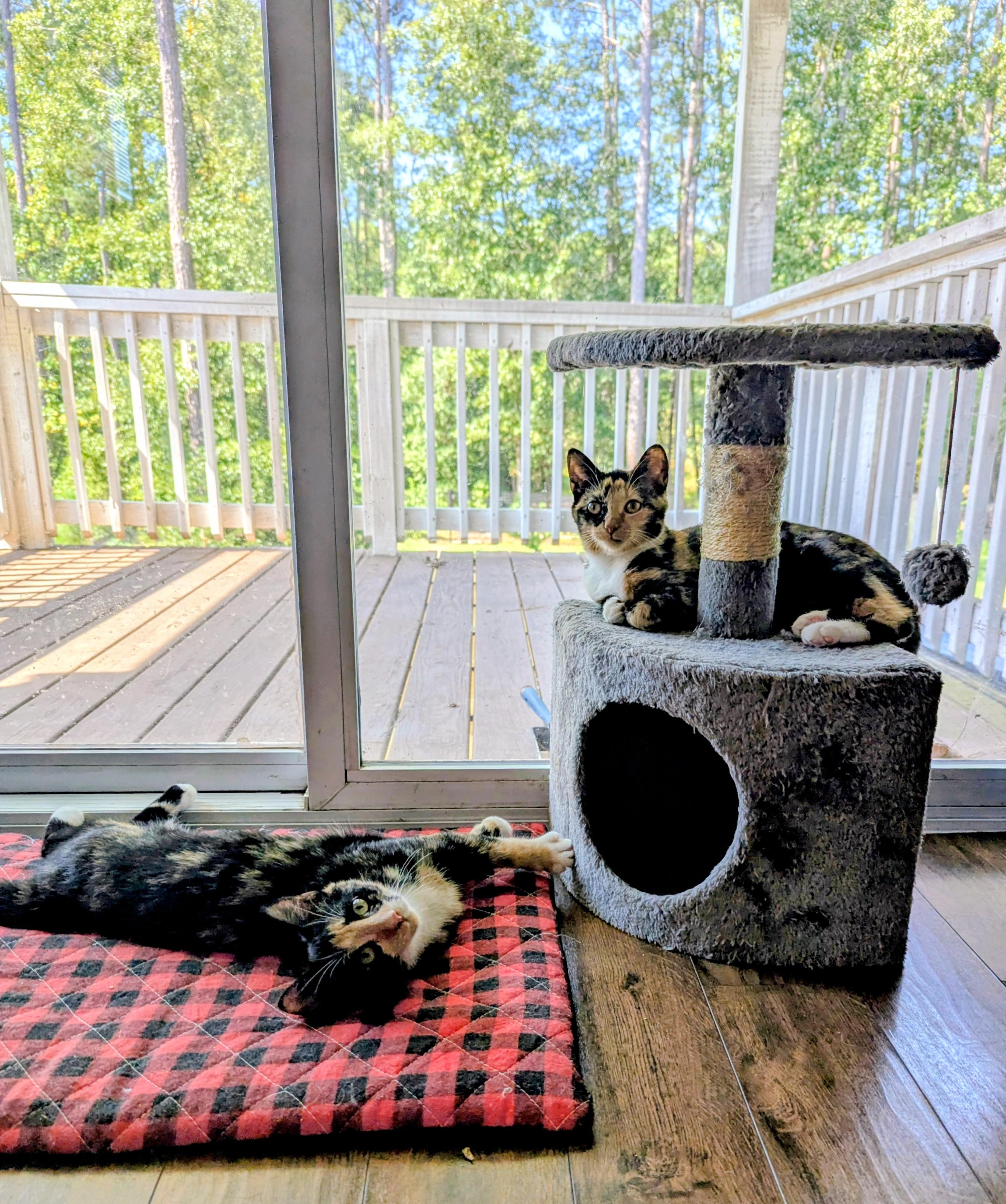Enlarge Azula, a Adoptable Domestic Short Hair in Raeford, NC image 4/6