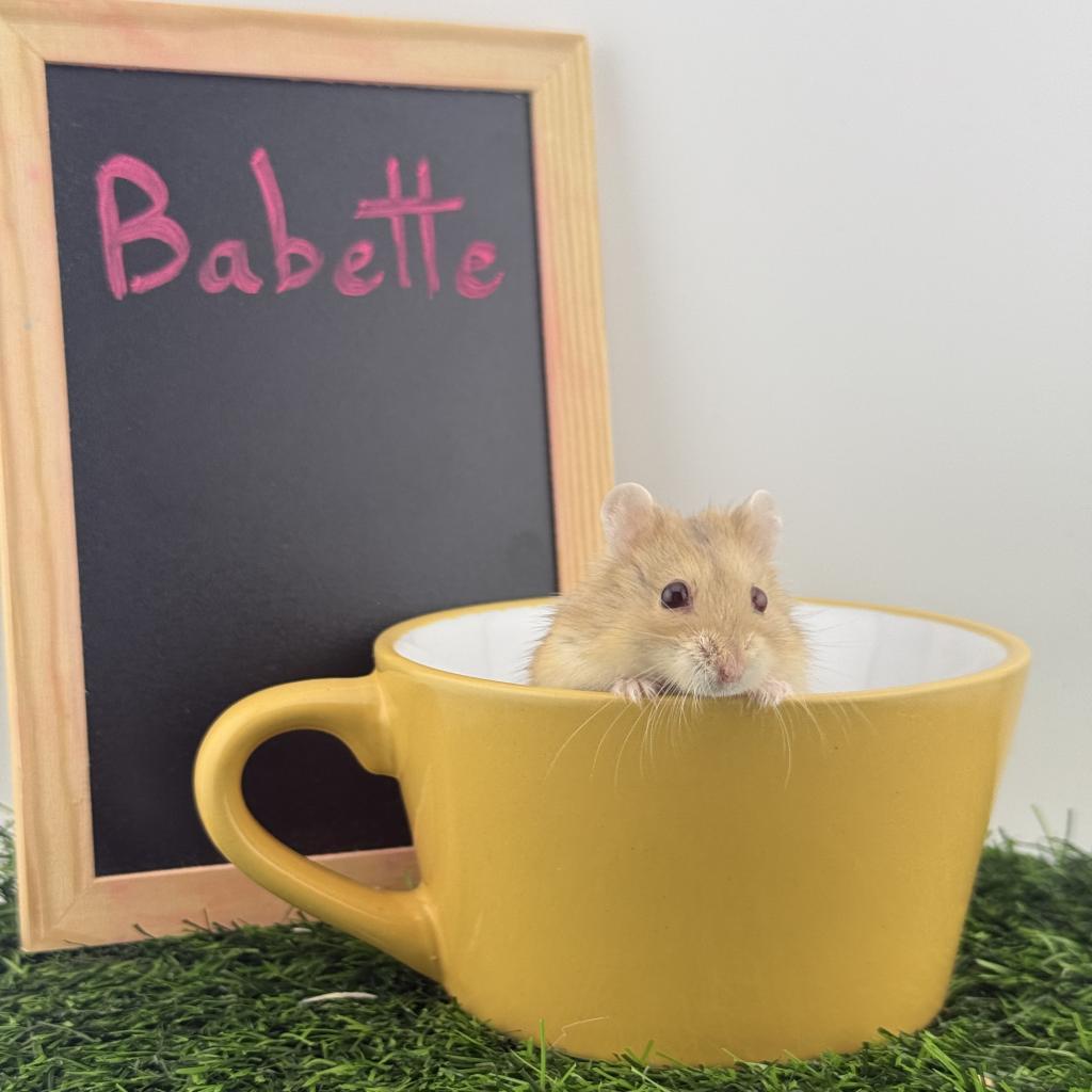 Babette, Adoptable, Adult Female Dwarf Hamster.