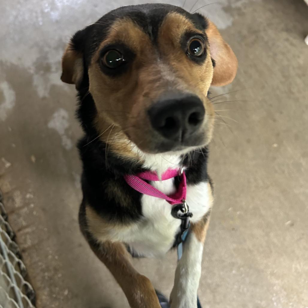 Mitzi, Adoptable, Young Female Beagle & Mixed Breed.