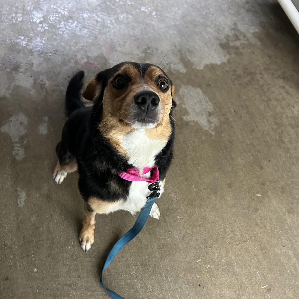 Mitzi, a Adoptable mixed breed in Greenville, PA image 2/6