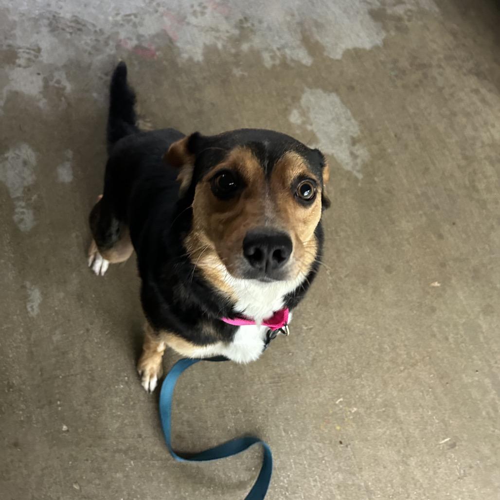 Mitzi, a Adoptable mixed breed in Greenville, PA image 3/6