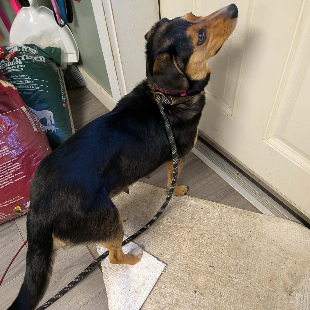 Mitzi, a Adoptable mixed breed in Greenville, PA image 4/6