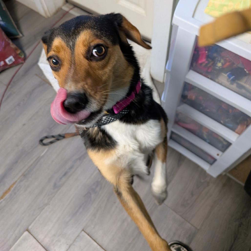 Mitzi, a Adoptable mixed breed in Greenville, PA image 5/6