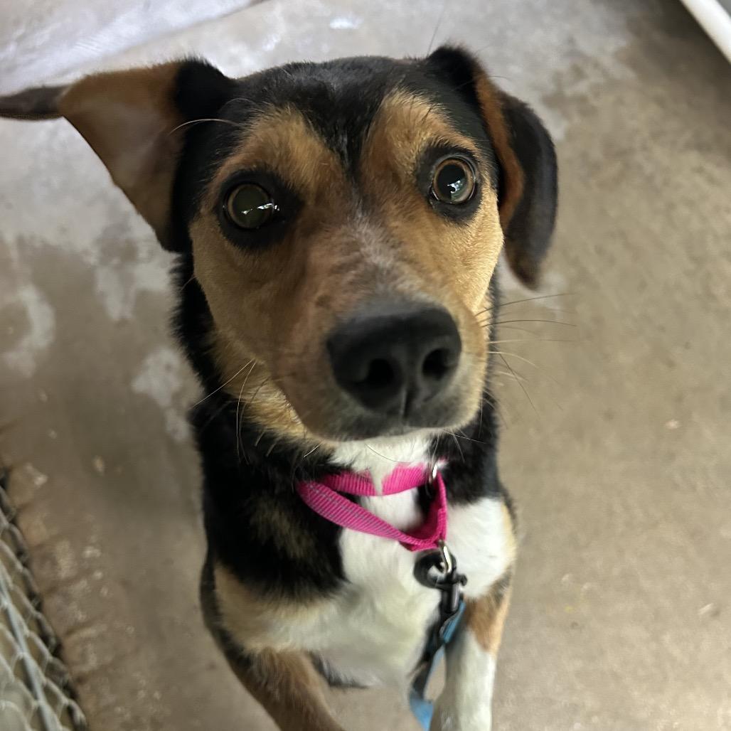 Mitzi, a Adoptable mixed breed in Greenville, PA image 6/6