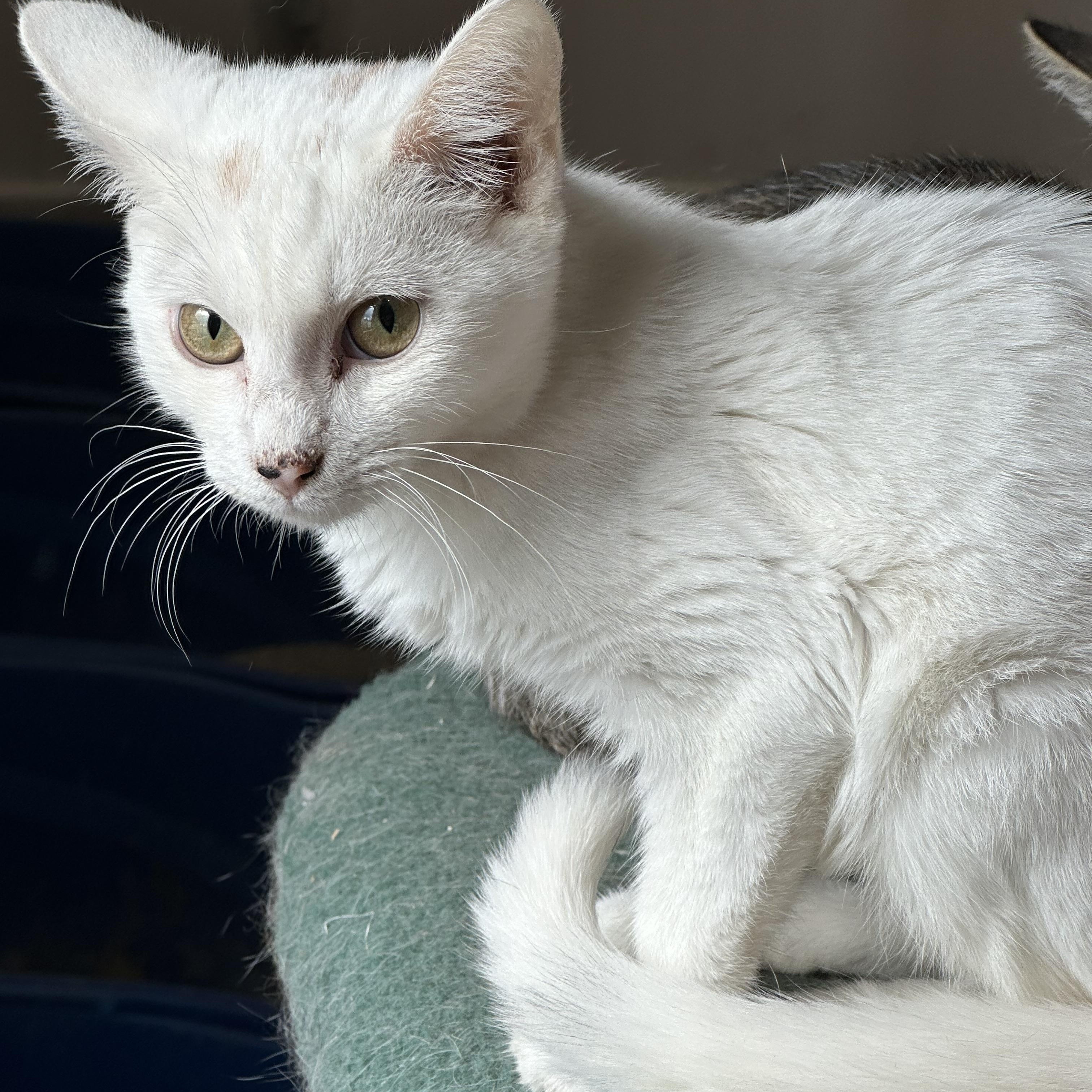 Enlarge Lilah, a ADOPTABLE mixed breed in Lawrenceville, GA image 1/4