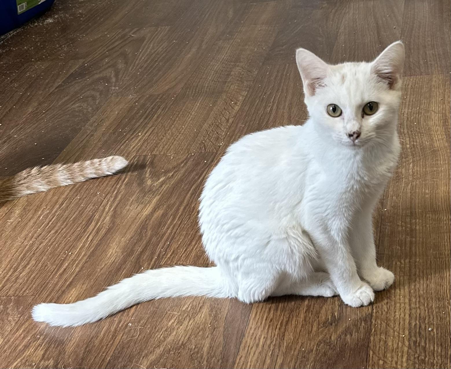 Lilah, ADOPTABLE, Young Female Domestic Short Hair.