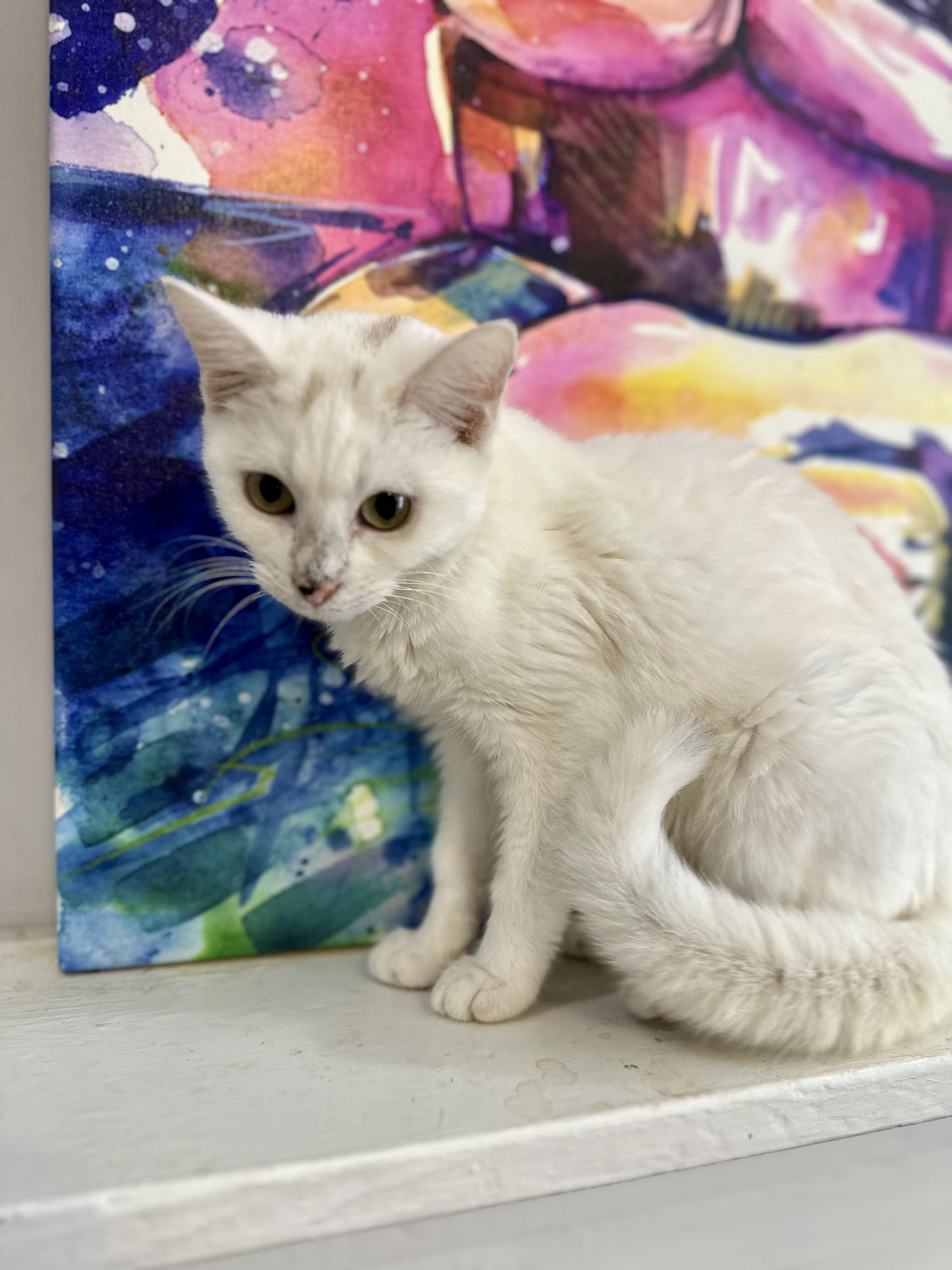 Enlarge Lilah, a ADOPTABLE mixed breed in Lawrenceville, GA image 4/4