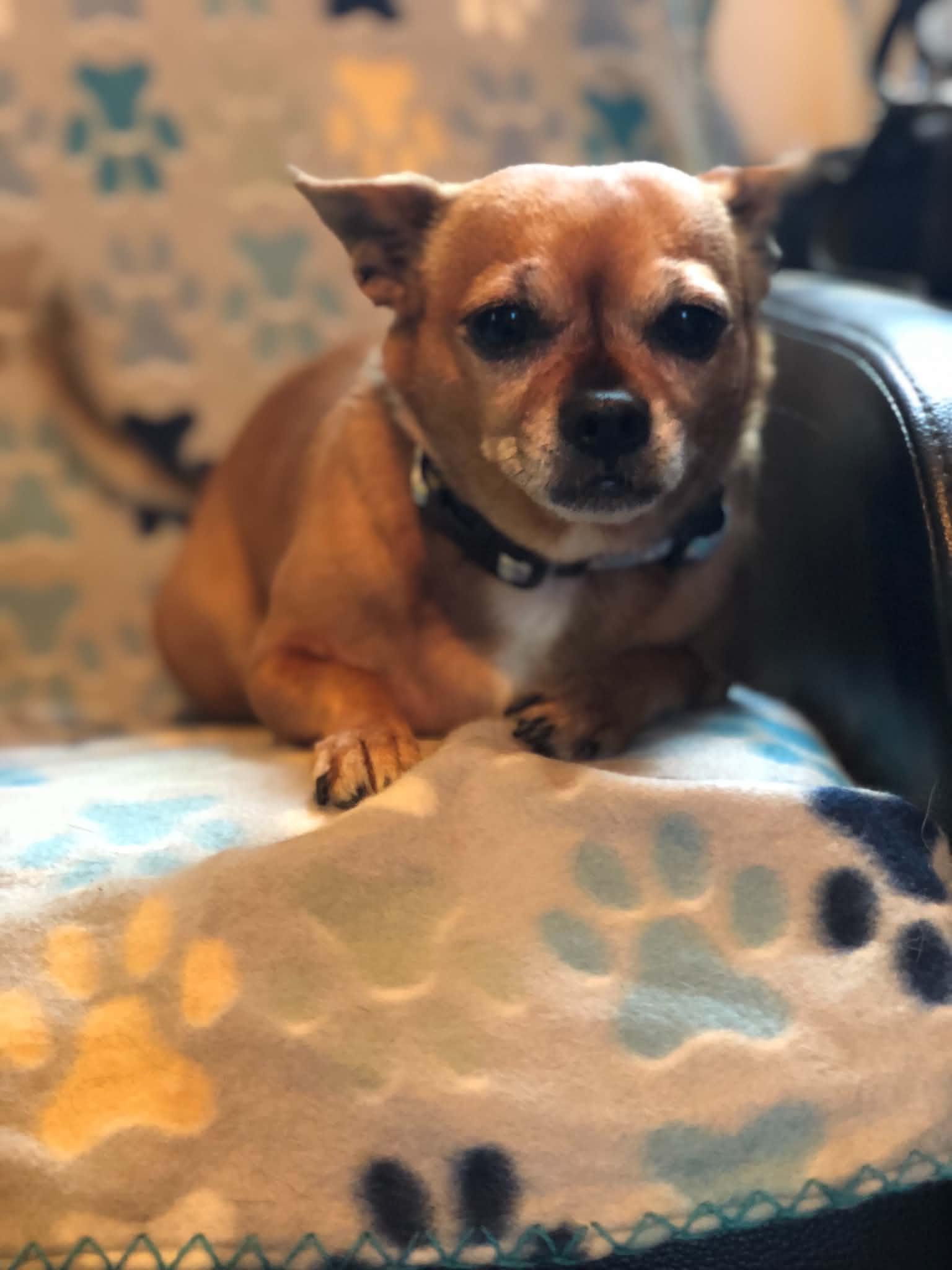 Enlarge Lilly, an adopted Chihuahua in Campton, KY image 4/5
