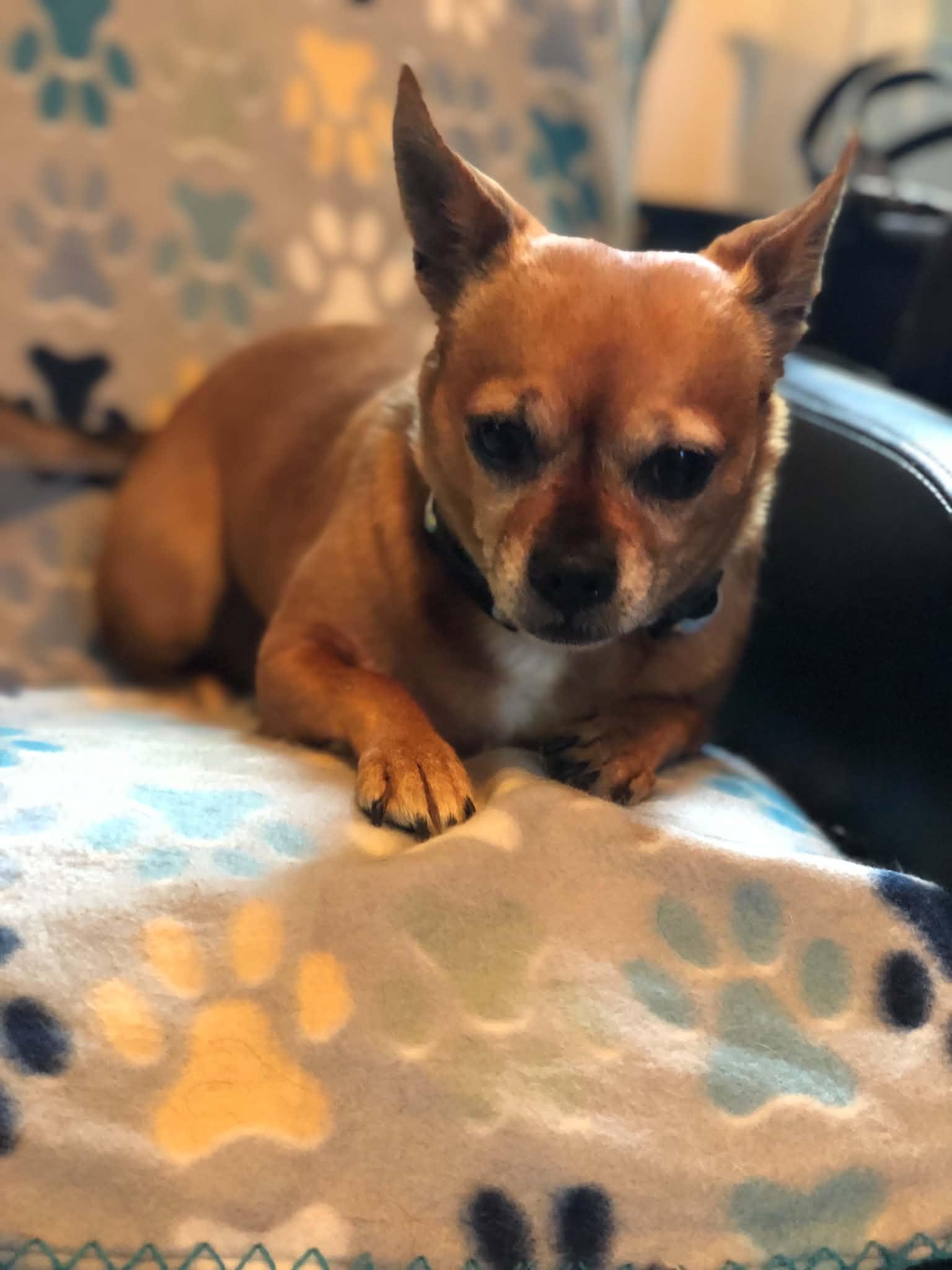 Enlarge Lilly, an adopted Chihuahua in Campton, KY image 2/5