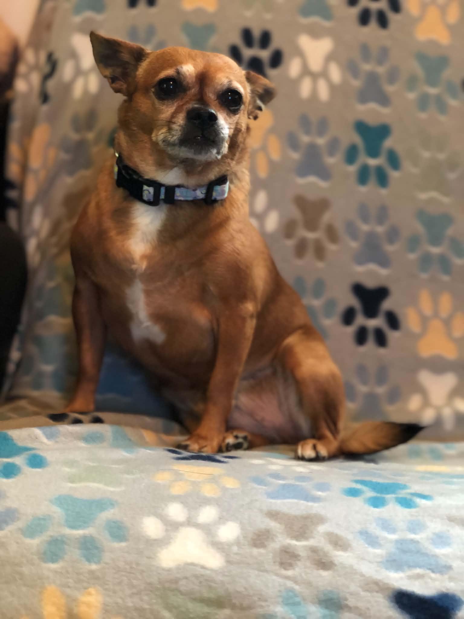 Enlarge Lilly, an adopted Chihuahua in Campton, KY image 3/5