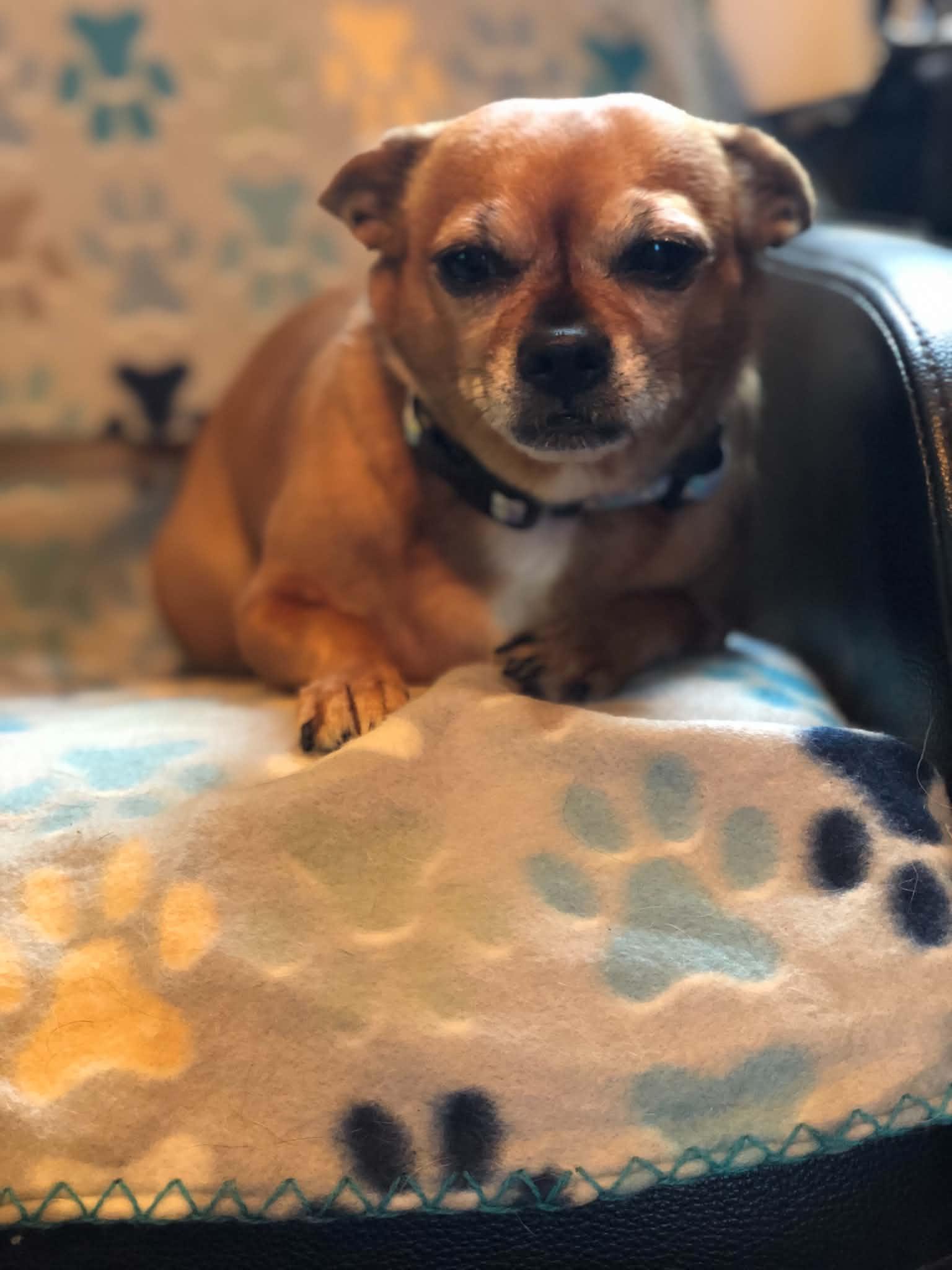 Enlarge Lilly, an adopted Chihuahua in Campton, KY image 5/5