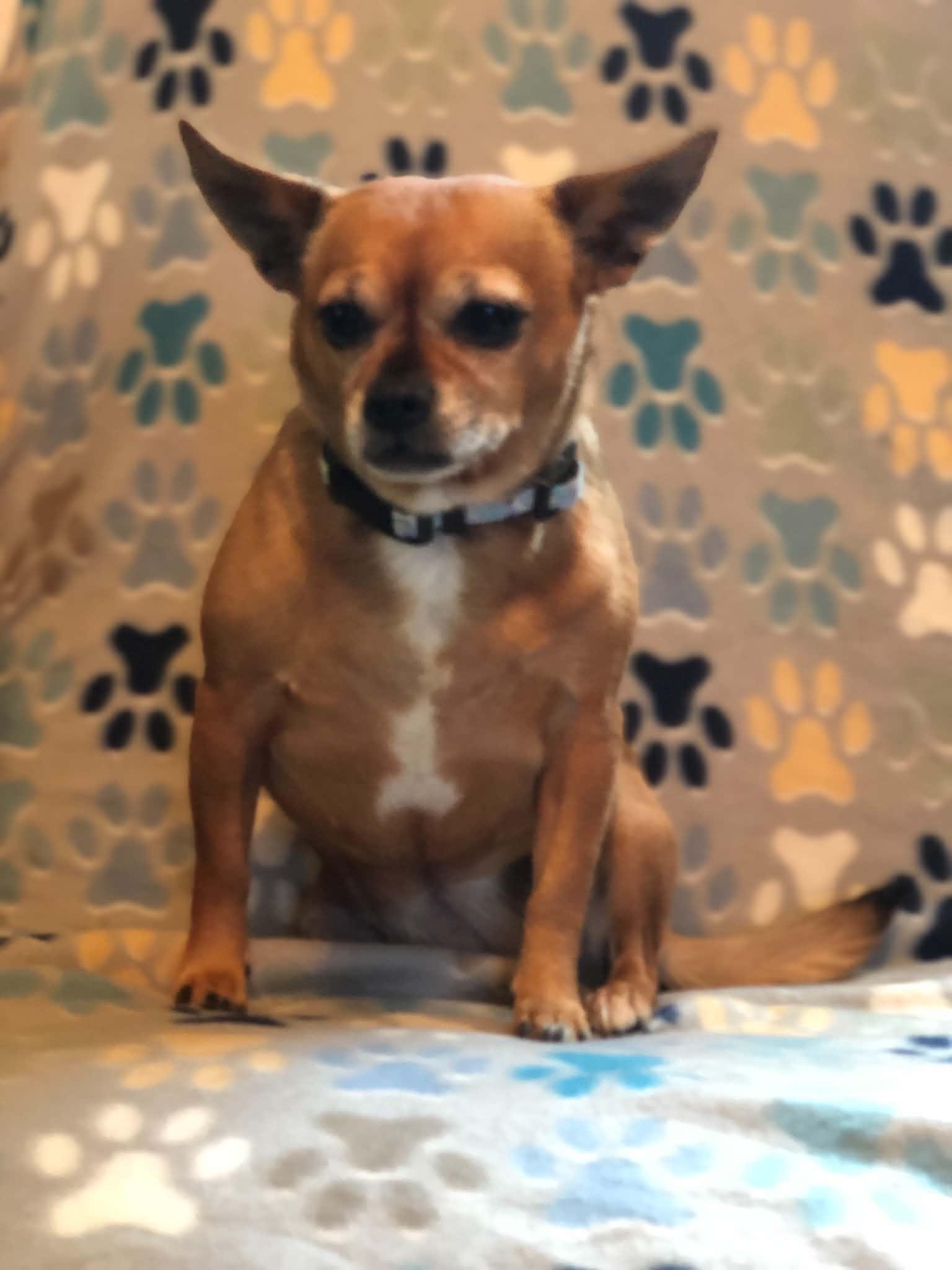 Lilly, adopted, Adult Female Chihuahua.
