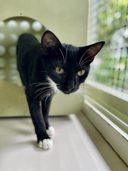 Almond, Adoptable, Kitten Female Domestic Short Hair & Domestic Short Hair.