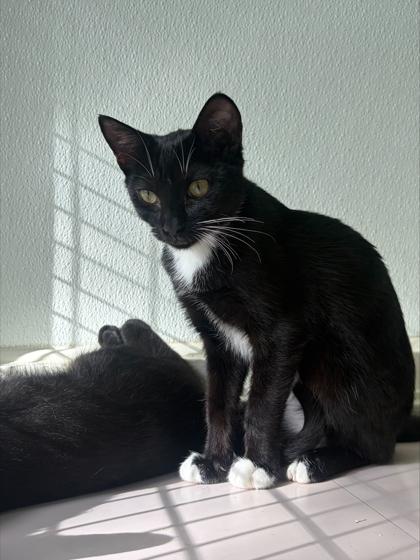 Enlarge Almond, a Adoptable mixed breed in Honolulu, HI image 2/3