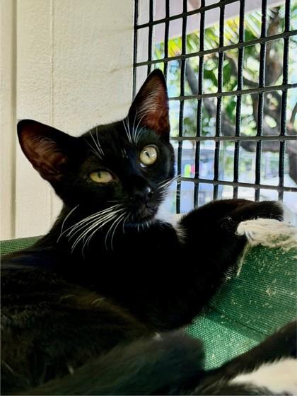 Enlarge Almond, a Adoptable mixed breed in Honolulu, HI image 3/3