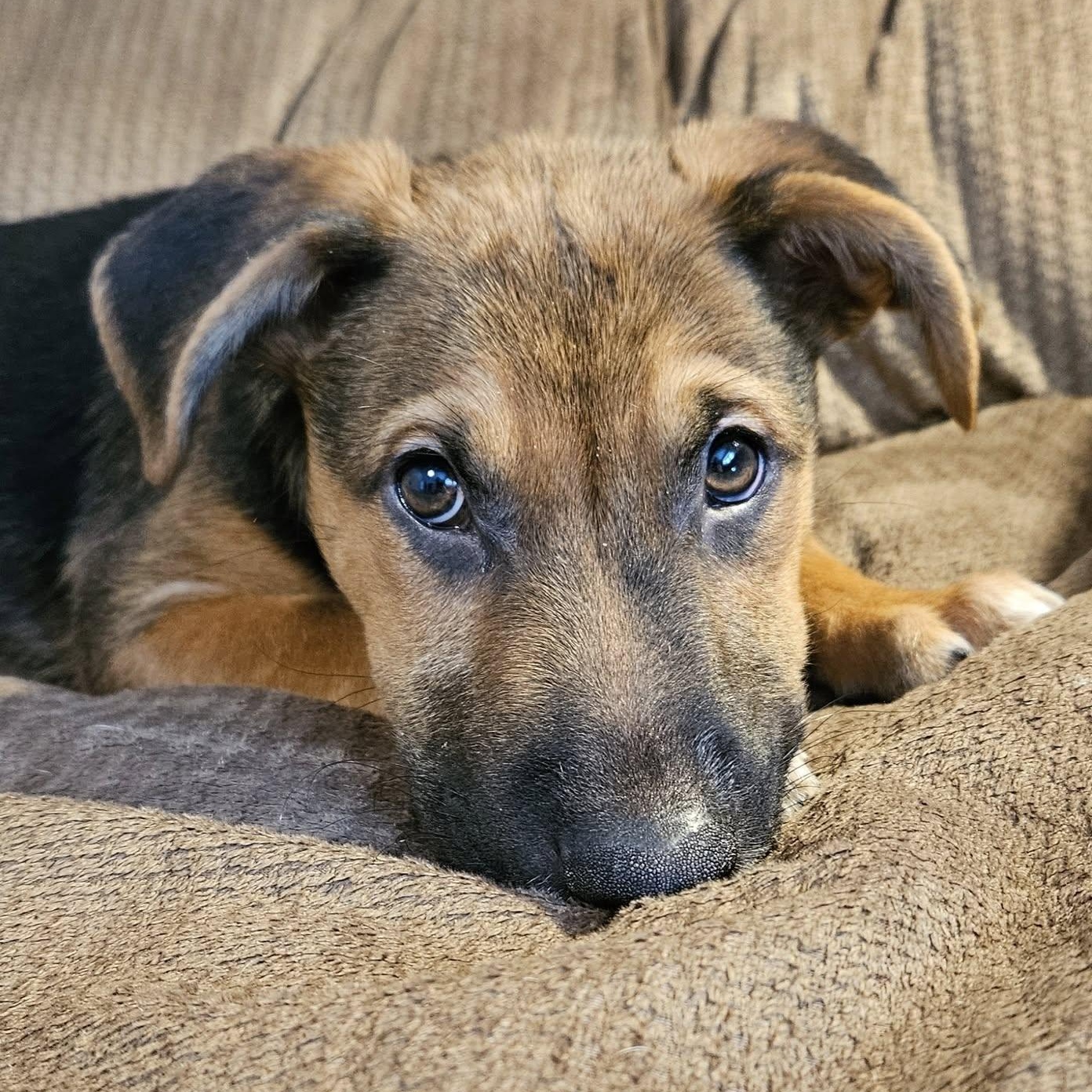 Puck (Playful Pups), Adoptable, Puppy Male German Shepherd Dog & Mixed Breed.