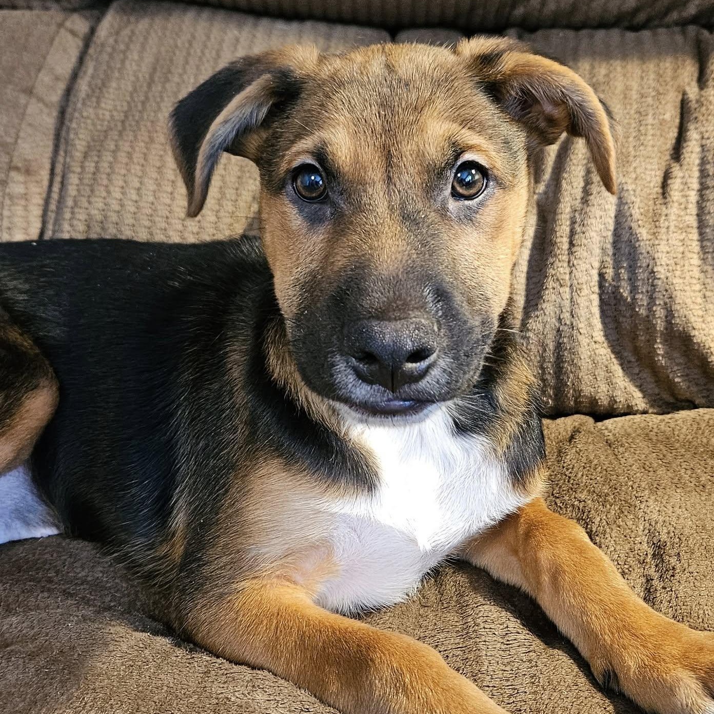 Puck (Playful Pups), a Adoptable mixed breed in Alma, MI image 2/2