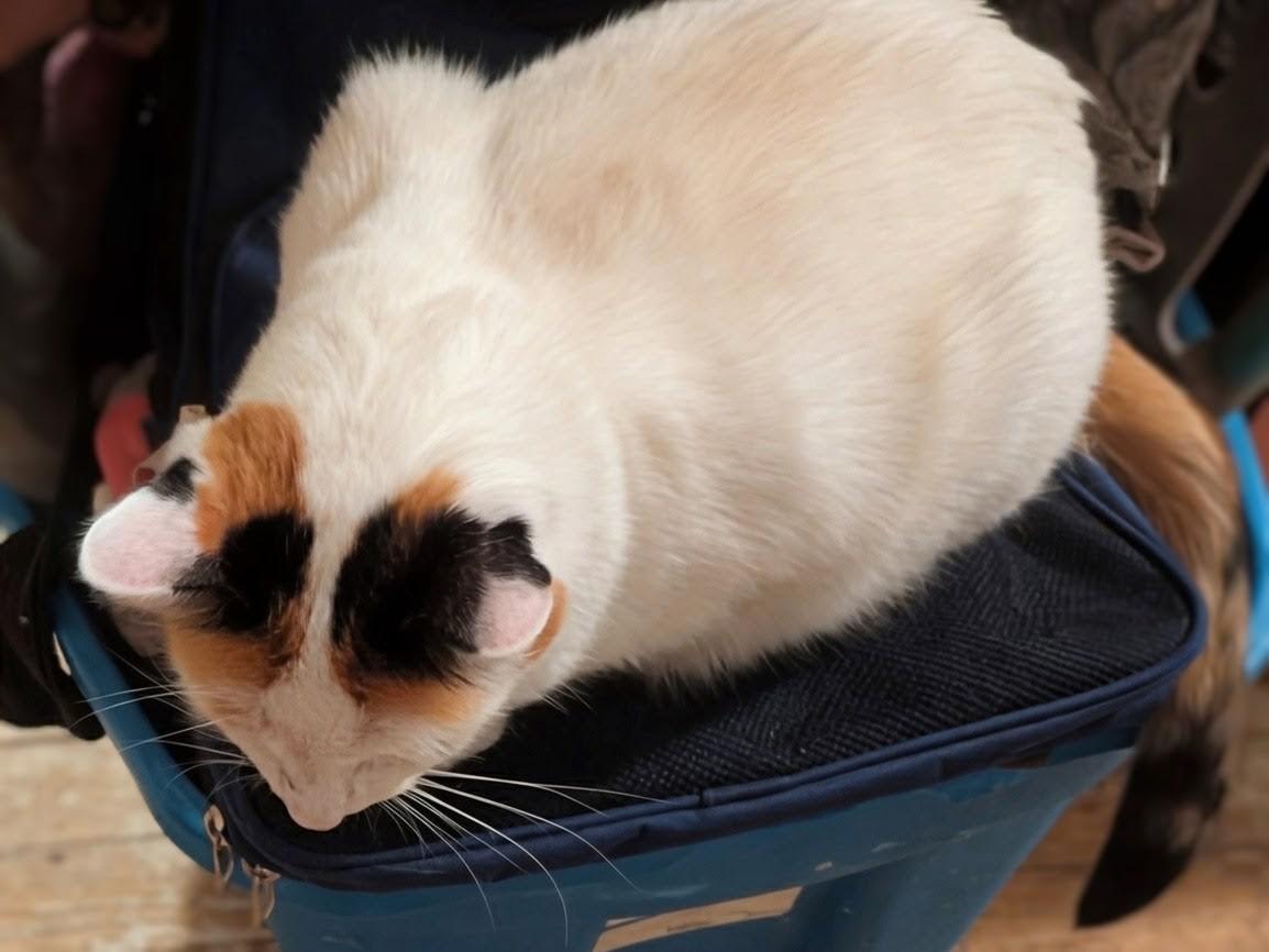 Reefa, Adoptable, Adult Female Turkish Van.