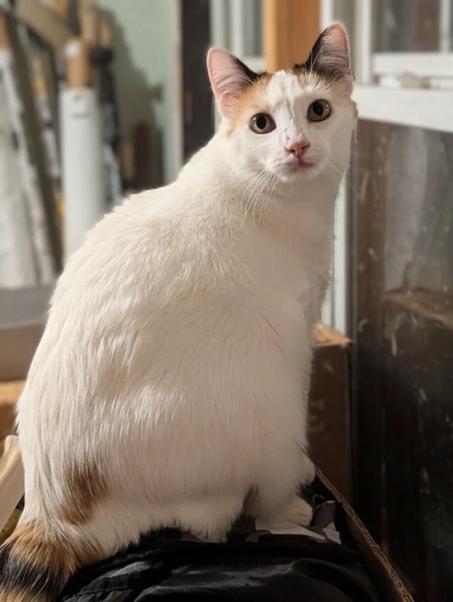 Reefa, a Adoptable mixed breed in Brainerd, MN image 2/3