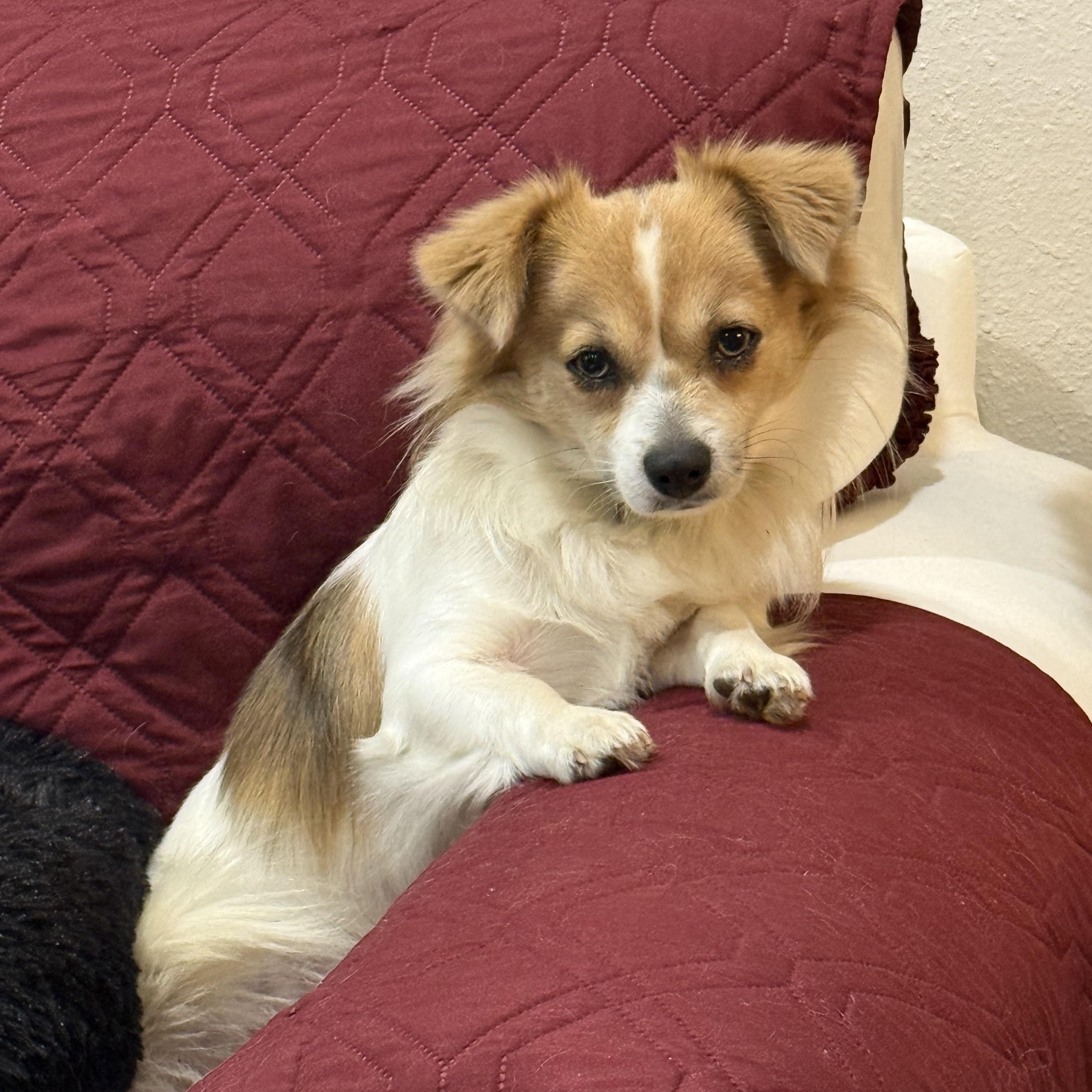 Tom & Jerry (Benefactor Dogs) BONDED PAIR, an adoptable Papillon, Chihuahua in New Orleans, LA, 70124 | Photo Image 5