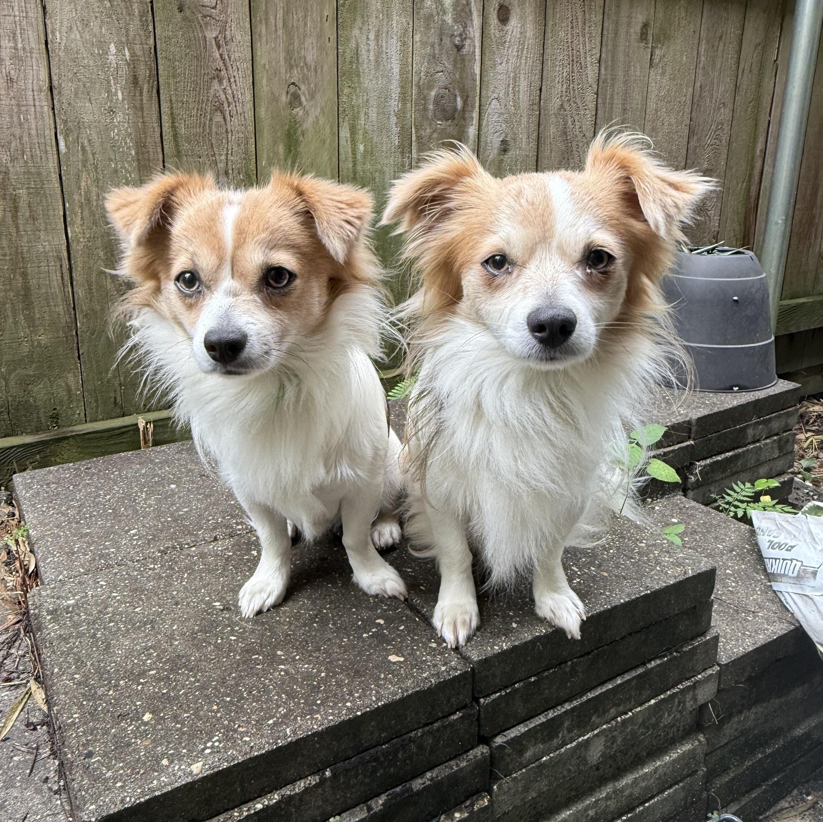 Tom & Jerry (Benefactor Dogs) BONDED PAIR, an adoptable Papillon, Chihuahua in New Orleans, LA, 70124 | Photo Image 1