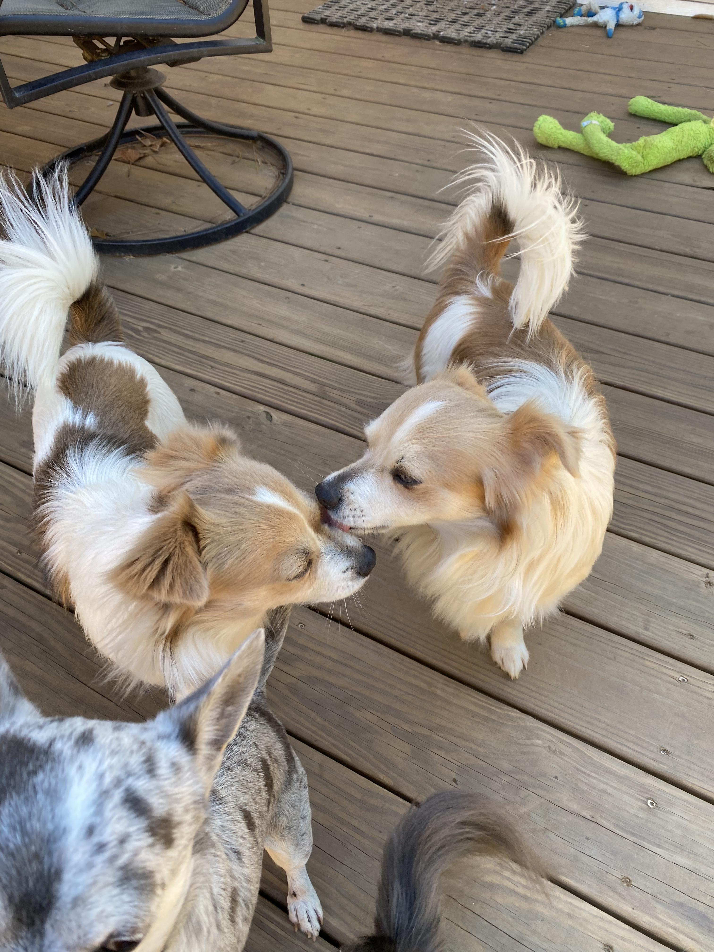 Tom & Jerry (Benefactor Dogs) BONDED PAIR Chihuahua Dog