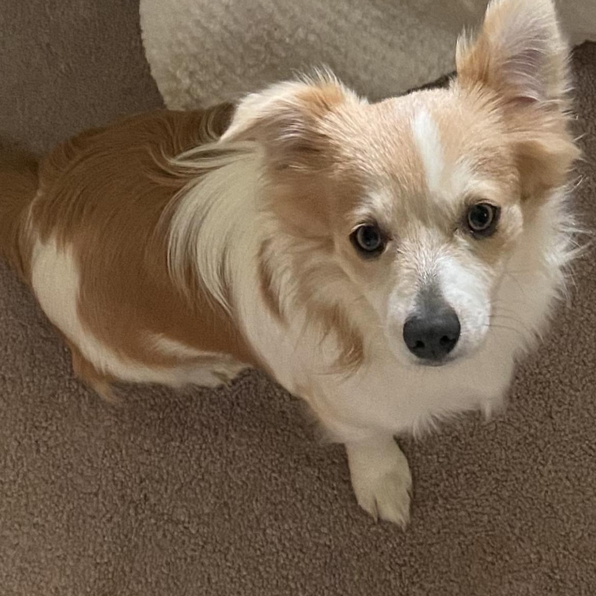Tom & Jerry (Benefactor Dogs) BONDED PAIR, an adoptable Papillon, Chihuahua in New Orleans, LA, 70124 | Photo Image 4
