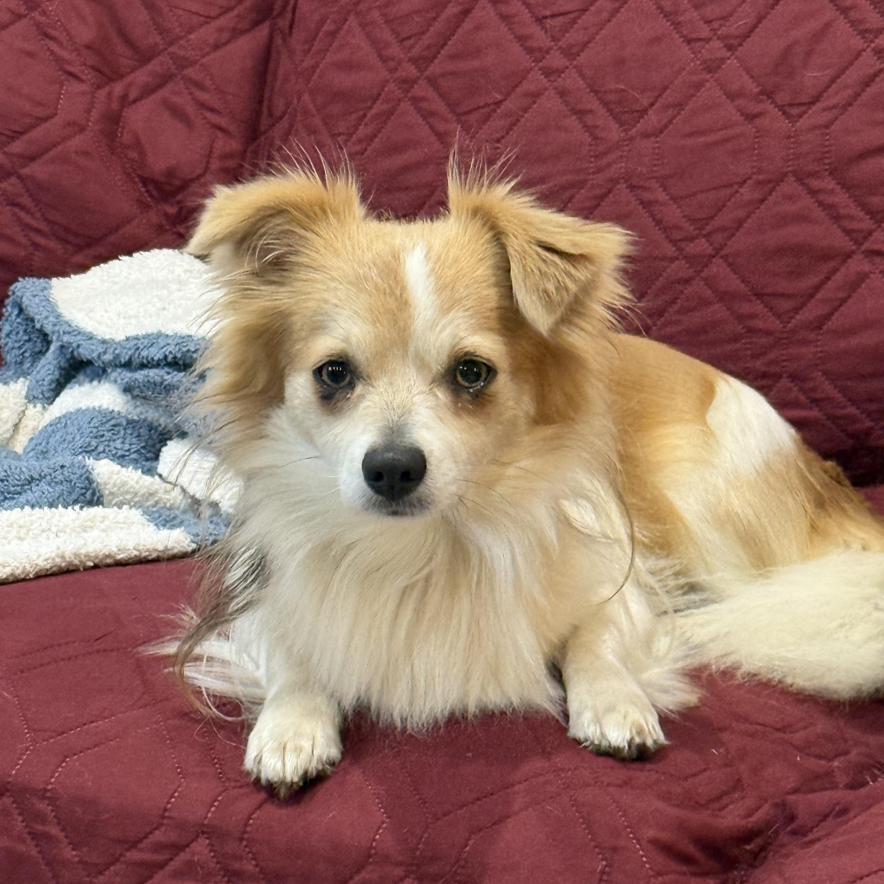 Tom & Jerry (Benefactor Dogs) BONDED PAIR, an adoptable Papillon, Chihuahua in New Orleans, LA, 70124 | Photo Image 3
